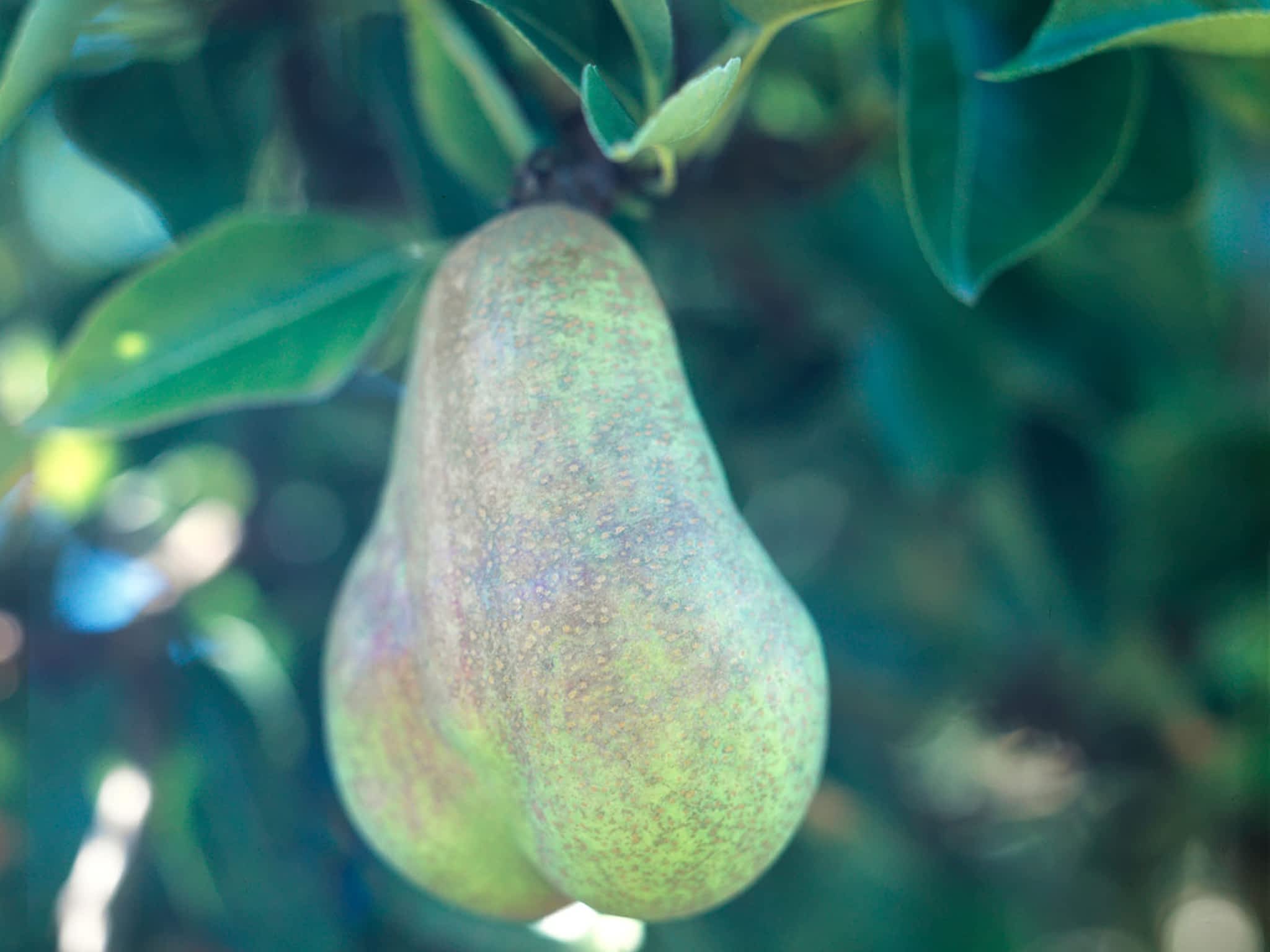 photo The Pear Tree