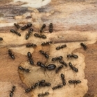 Antiparasitaire Squad INC - Pest Control Services
