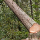 Entretien Paysager Serge Lavoie - Service d'entretien d'arbres