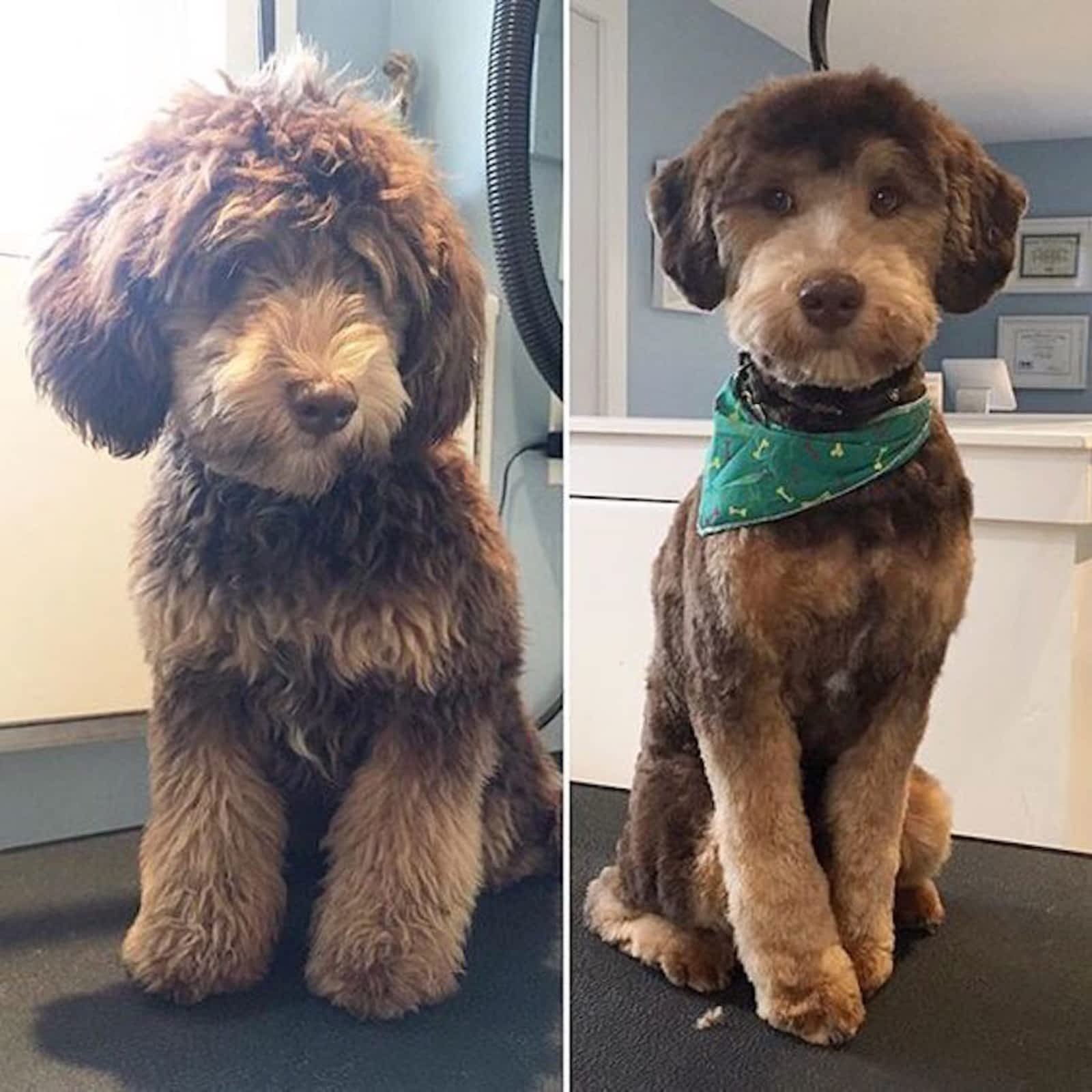 Labradoodle Groomer Near Me 2025