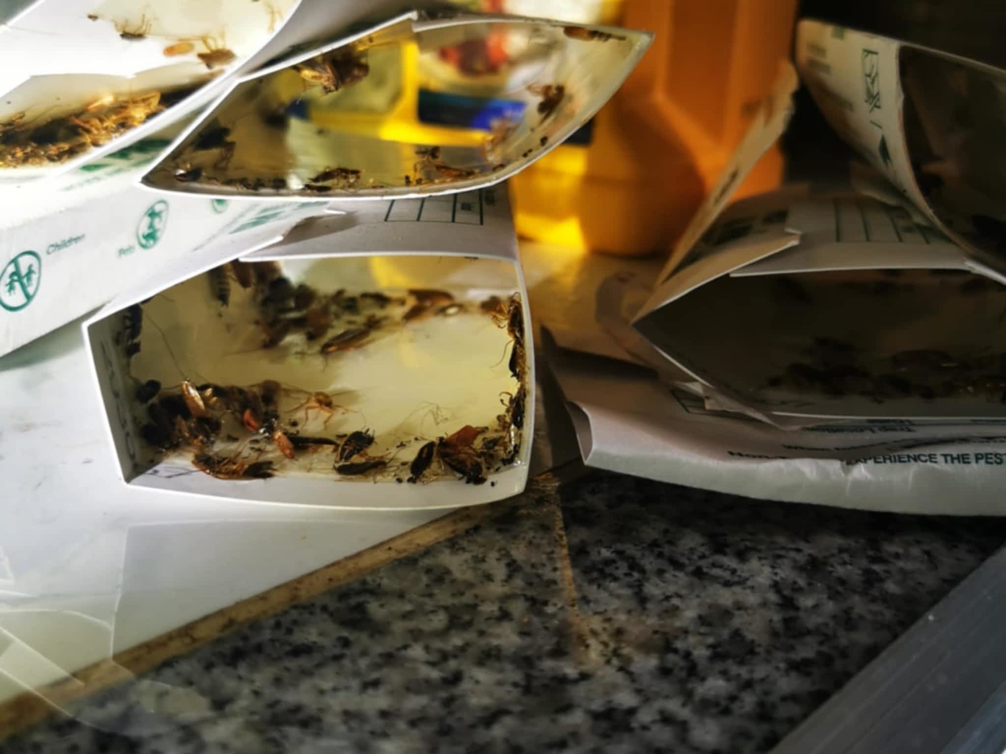 photo D Solution Extermination