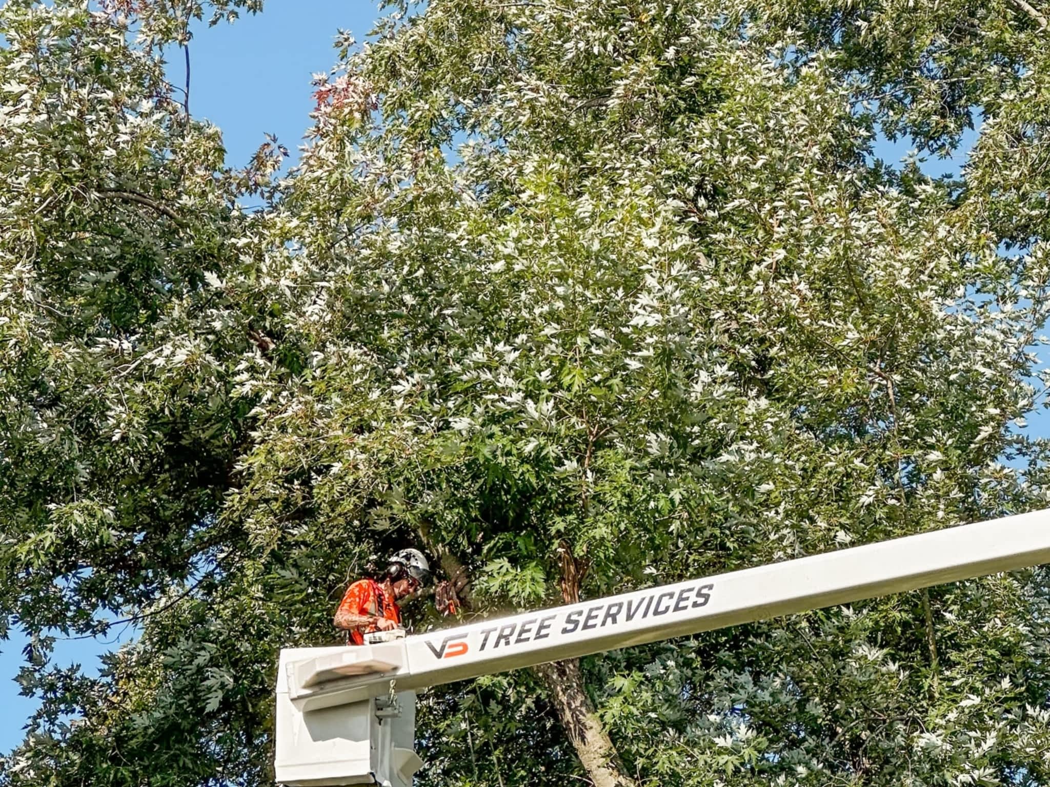 photo VS Tree Services