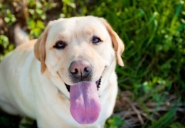 Animal accommodations: Pet boarding places in Calgary