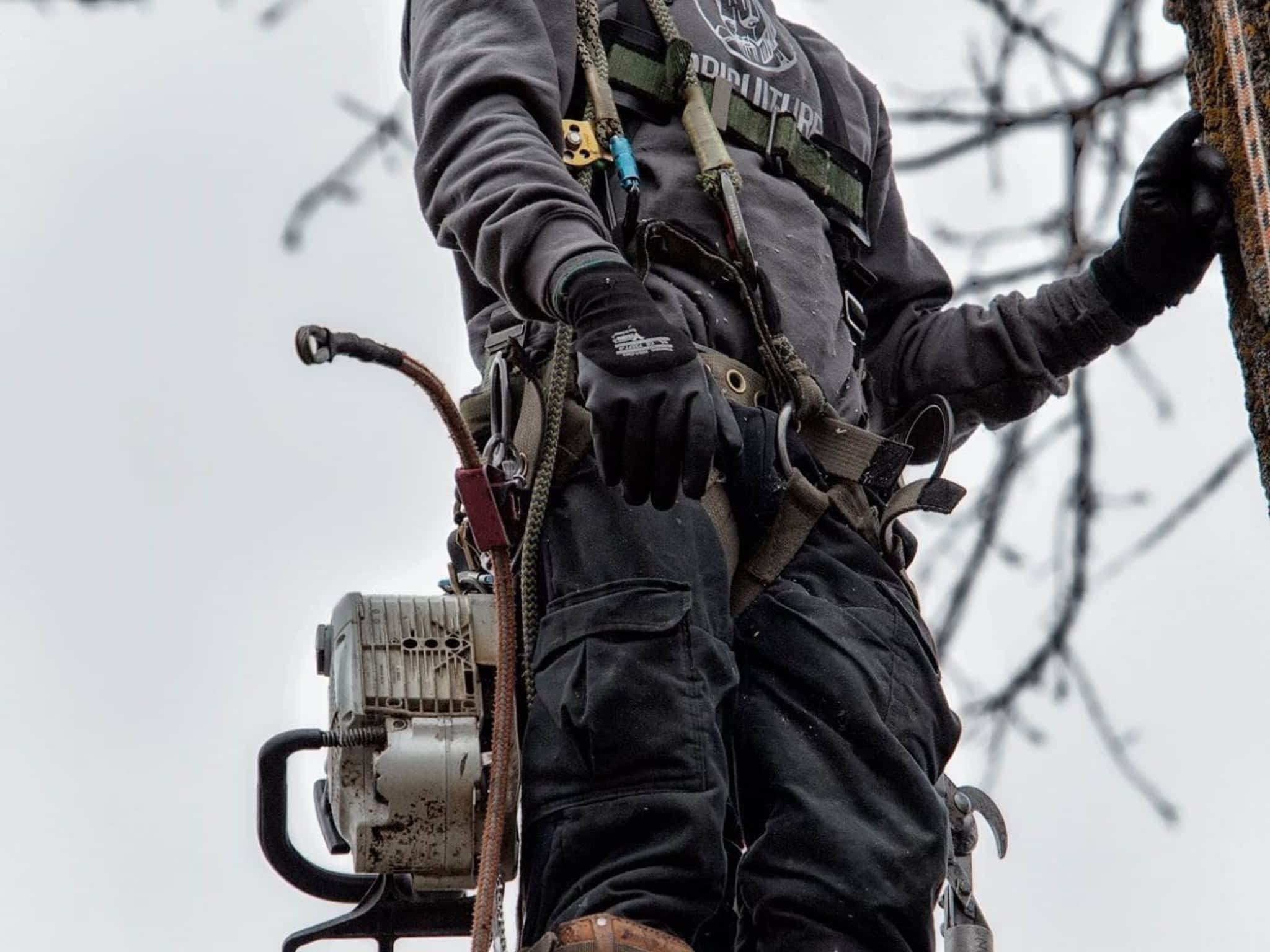 photo Arboriculture DB Inc.