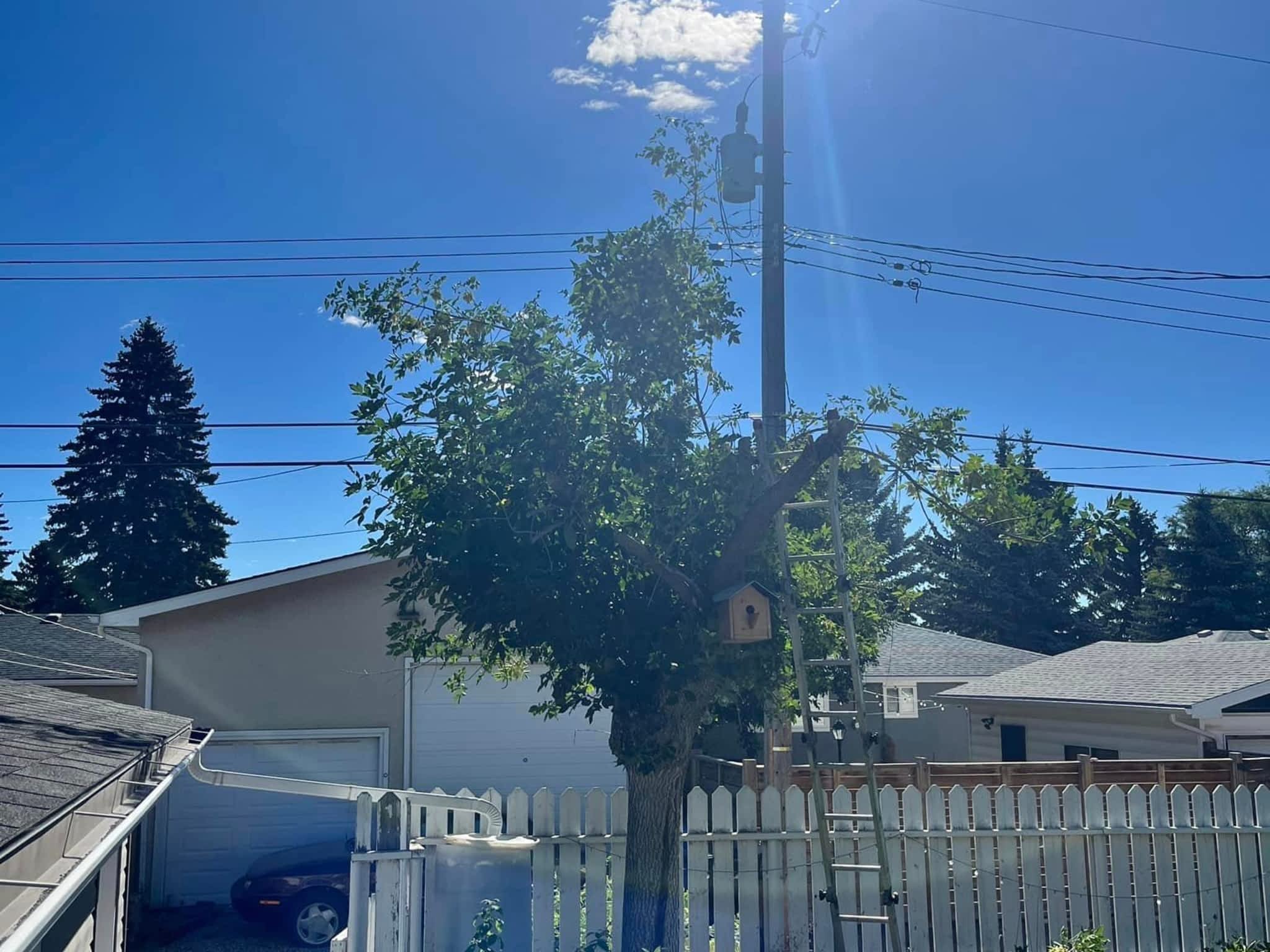 photo Spikes Tree Hugging Services