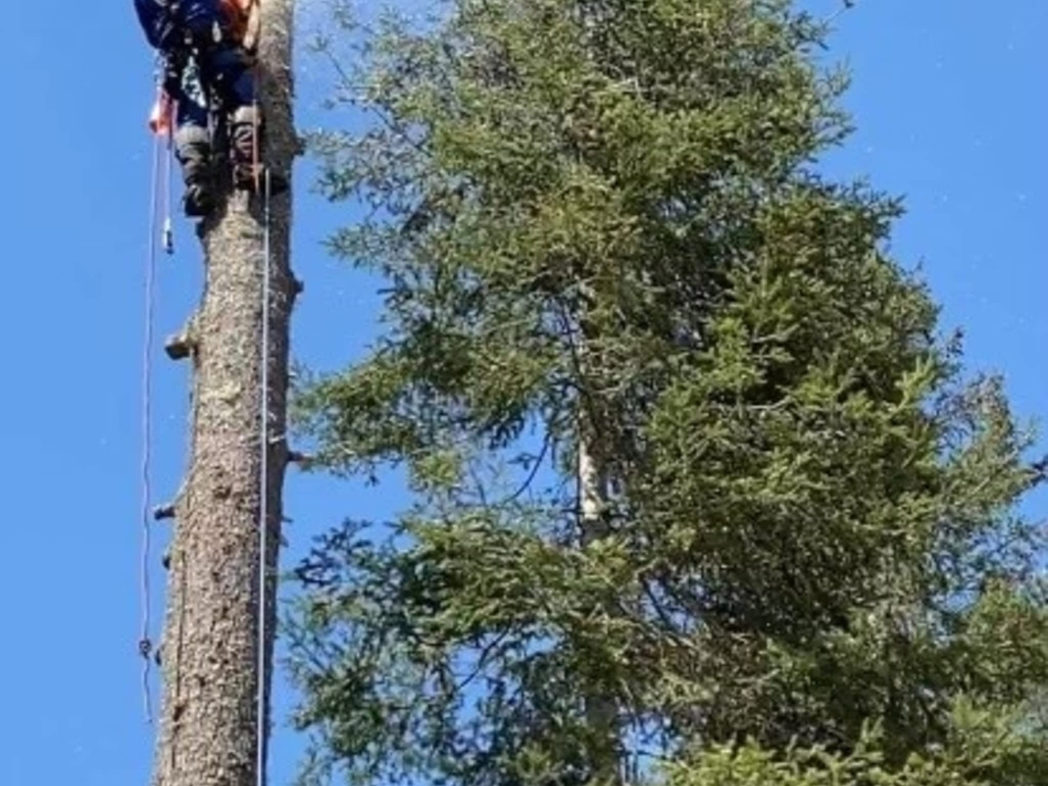 photo JM Arboriculture