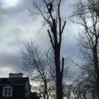 Arbo-Pageau - Tree Service