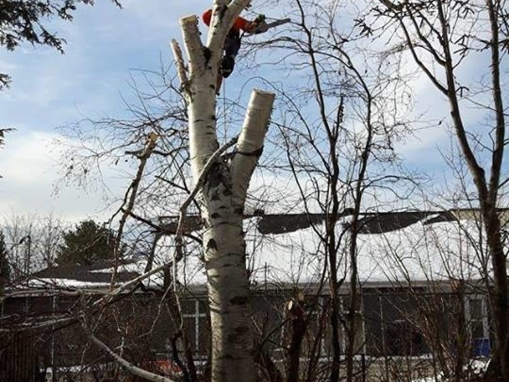 photo Tilden Tree Services