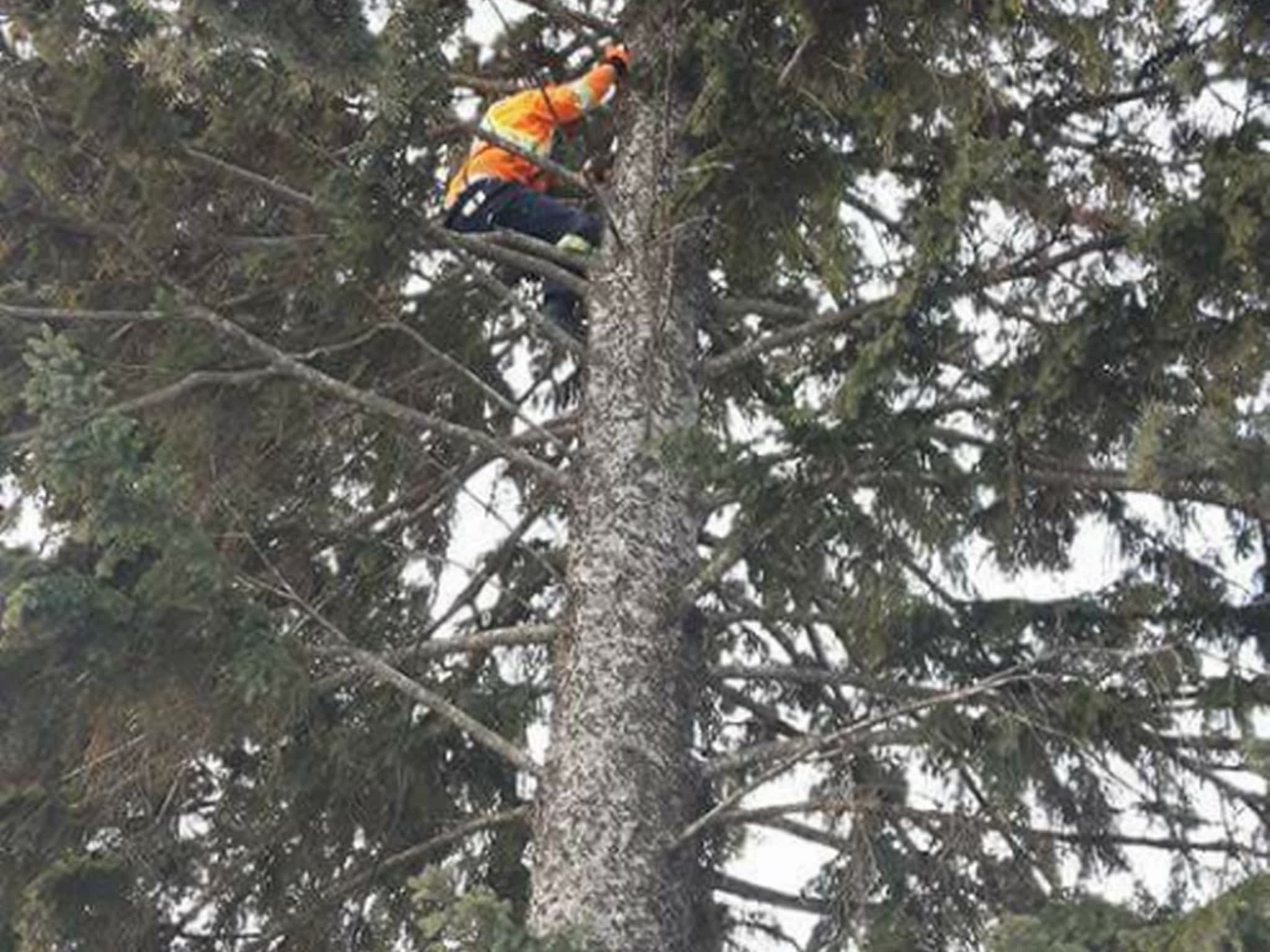 photo Dragonfly Tree Services