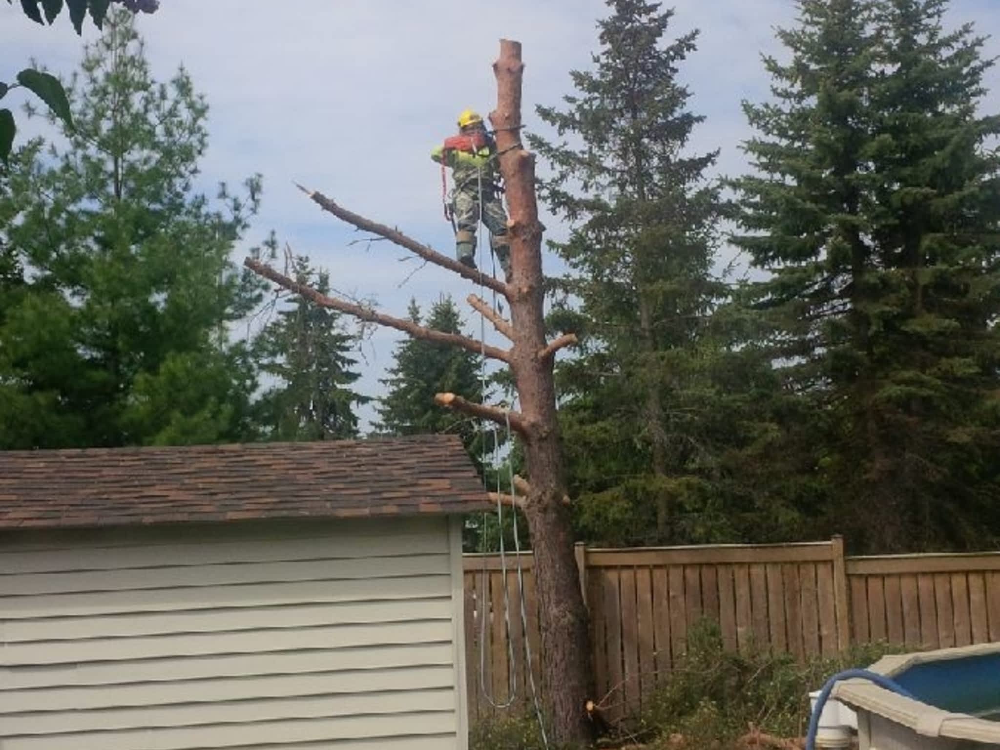 photo Deep Roots Quality Tree Services