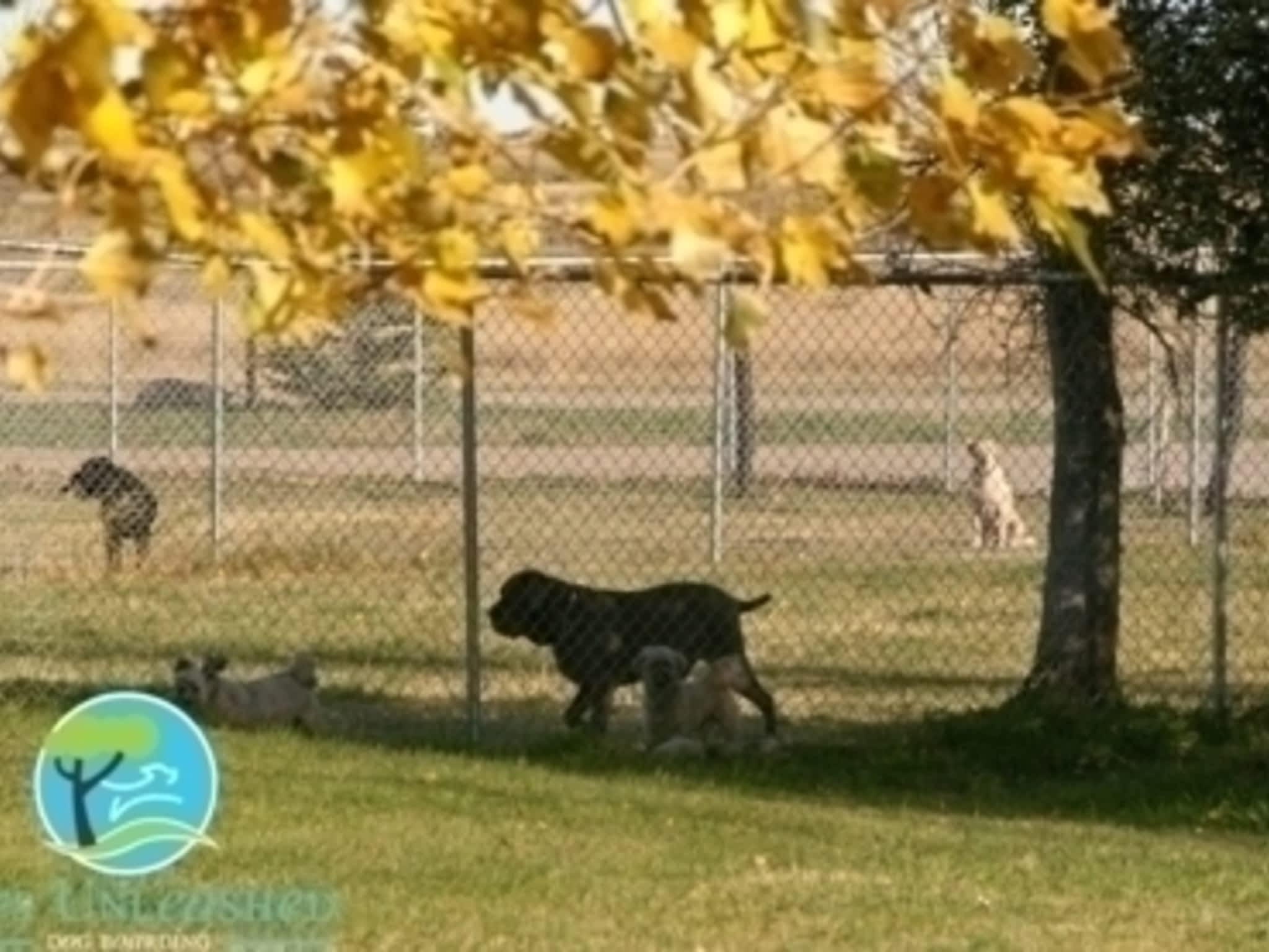 photo Pets Unleashed