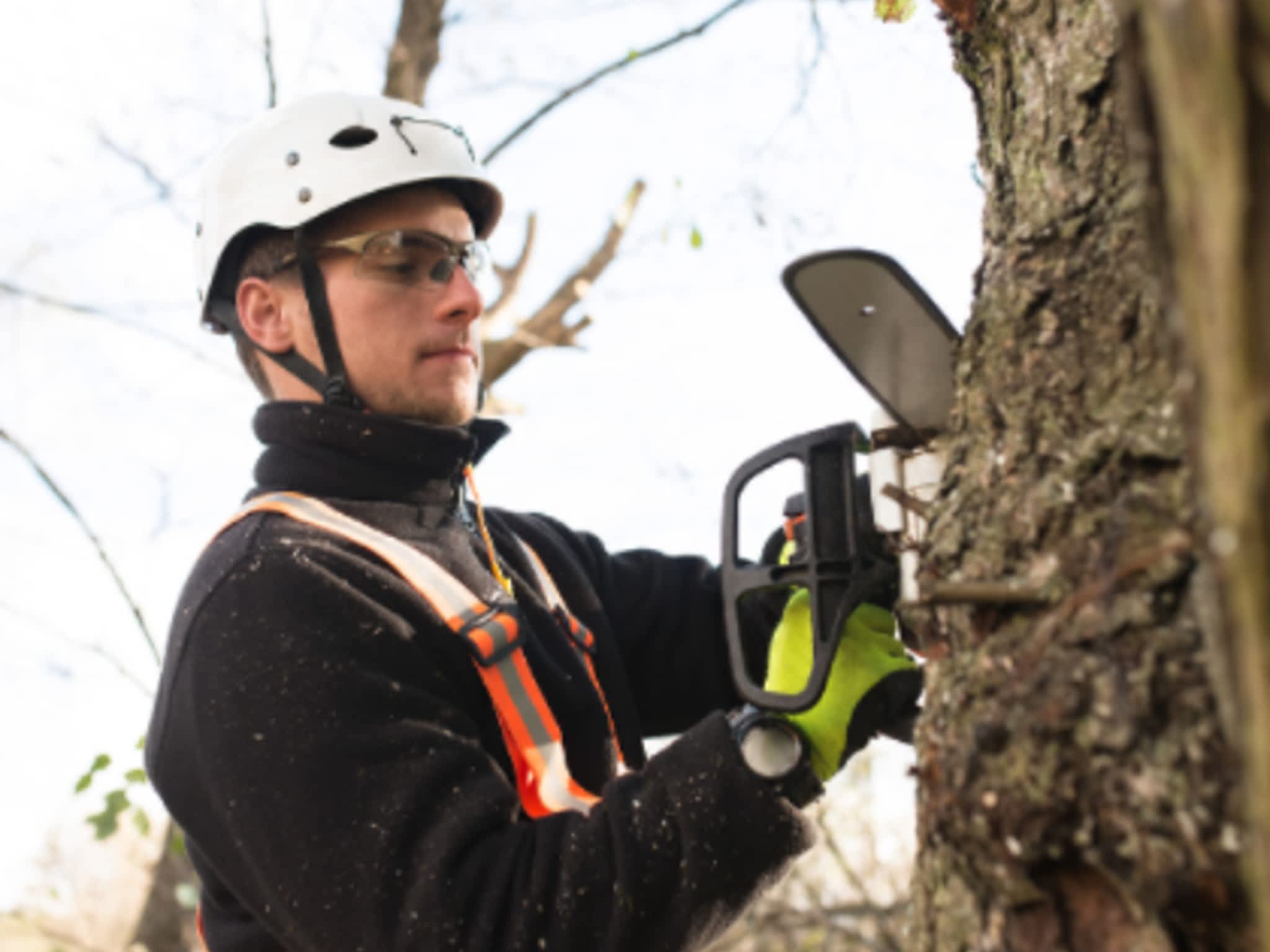 photo Forestwood Tree Service