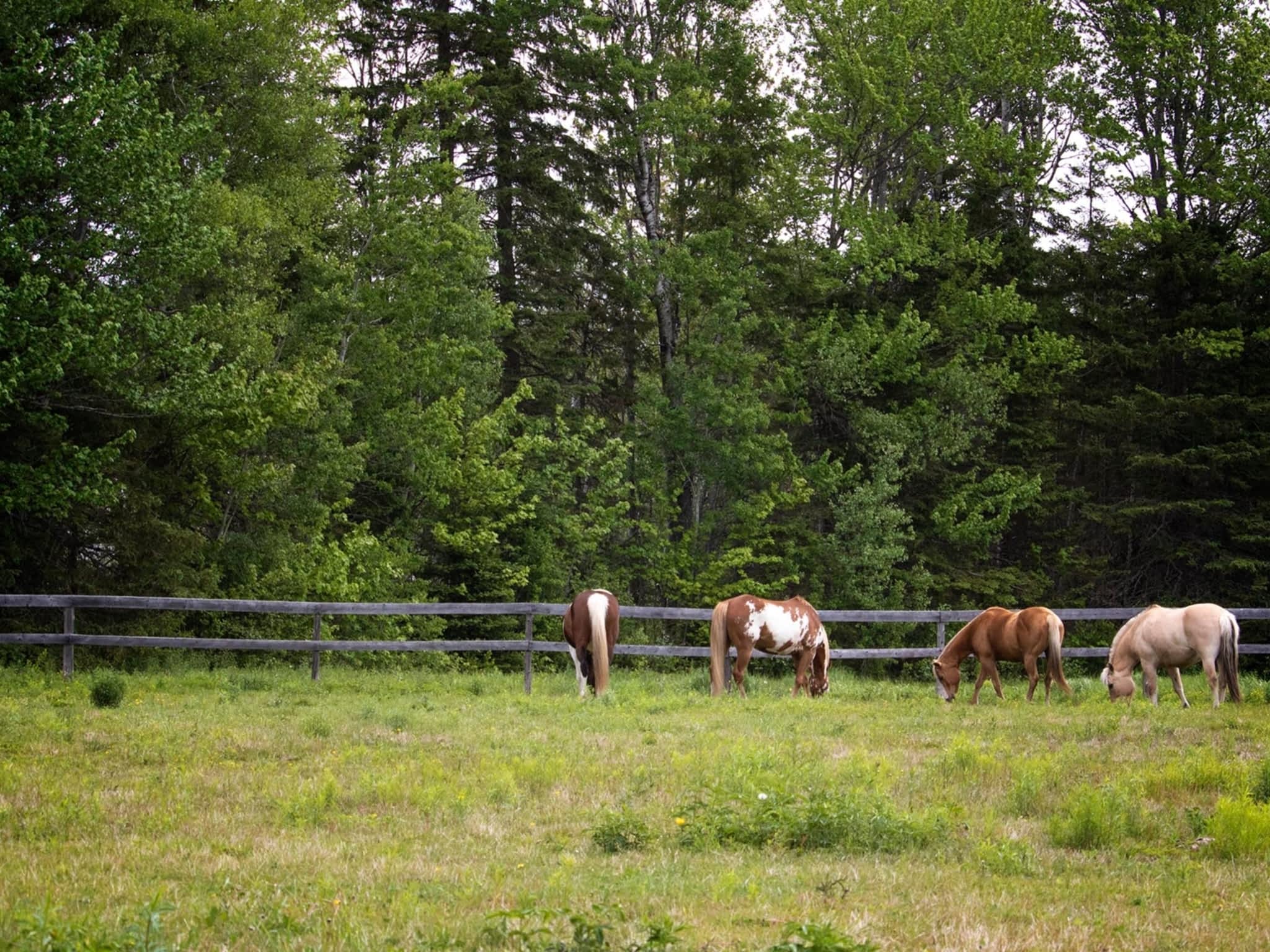 photo Tomorrow Equine