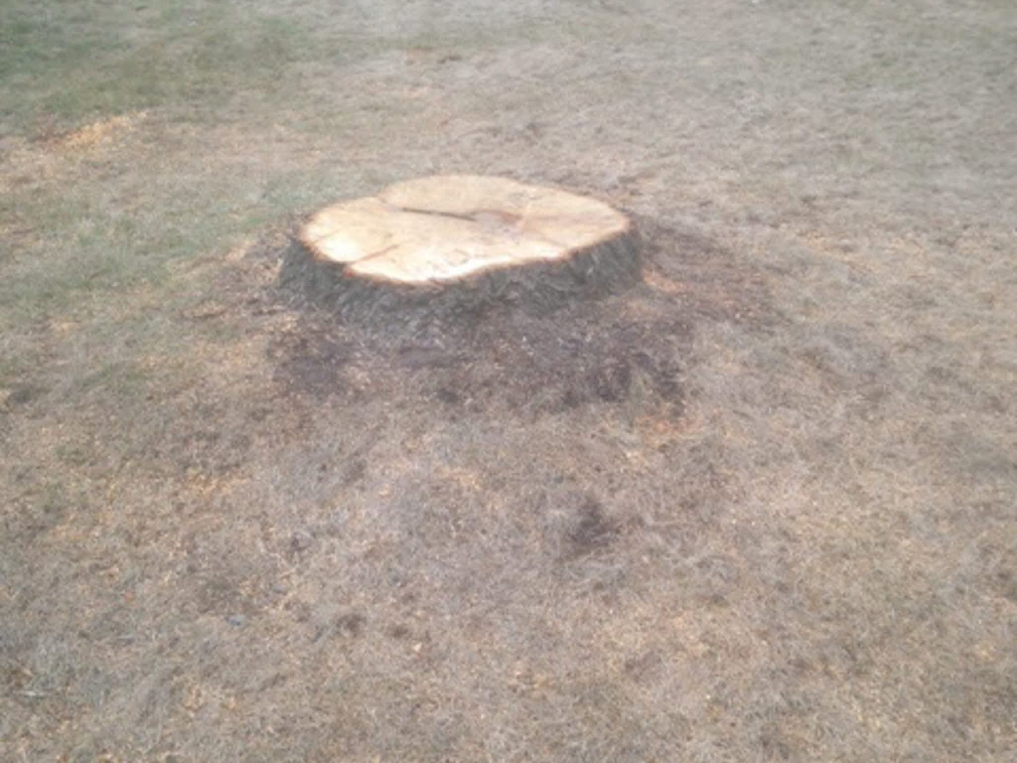 photo All Tree Service