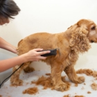 Waggers Pet Spa - Pet Grooming, Clipping & Washing