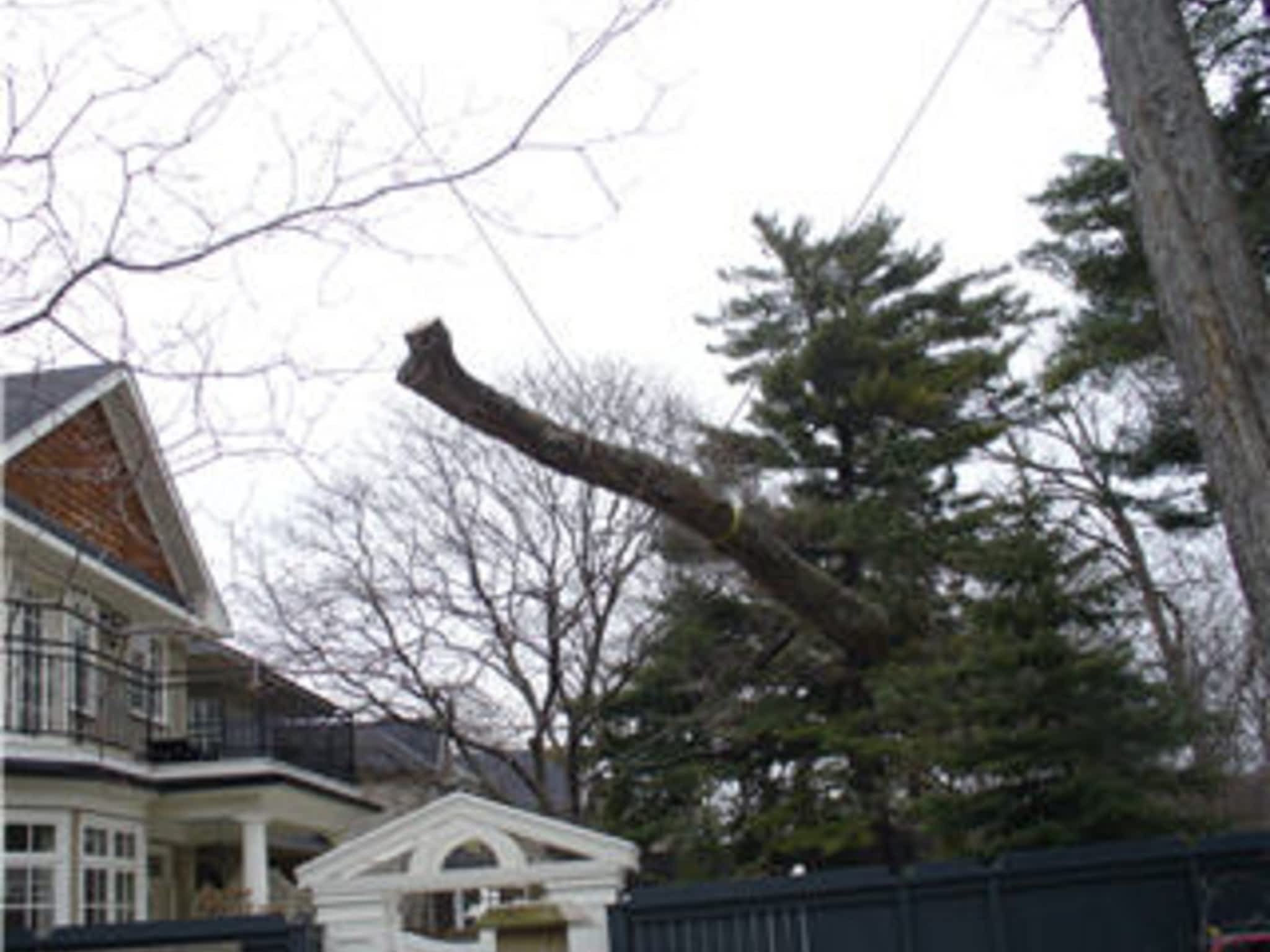 photo Bark Ridge Tree Service