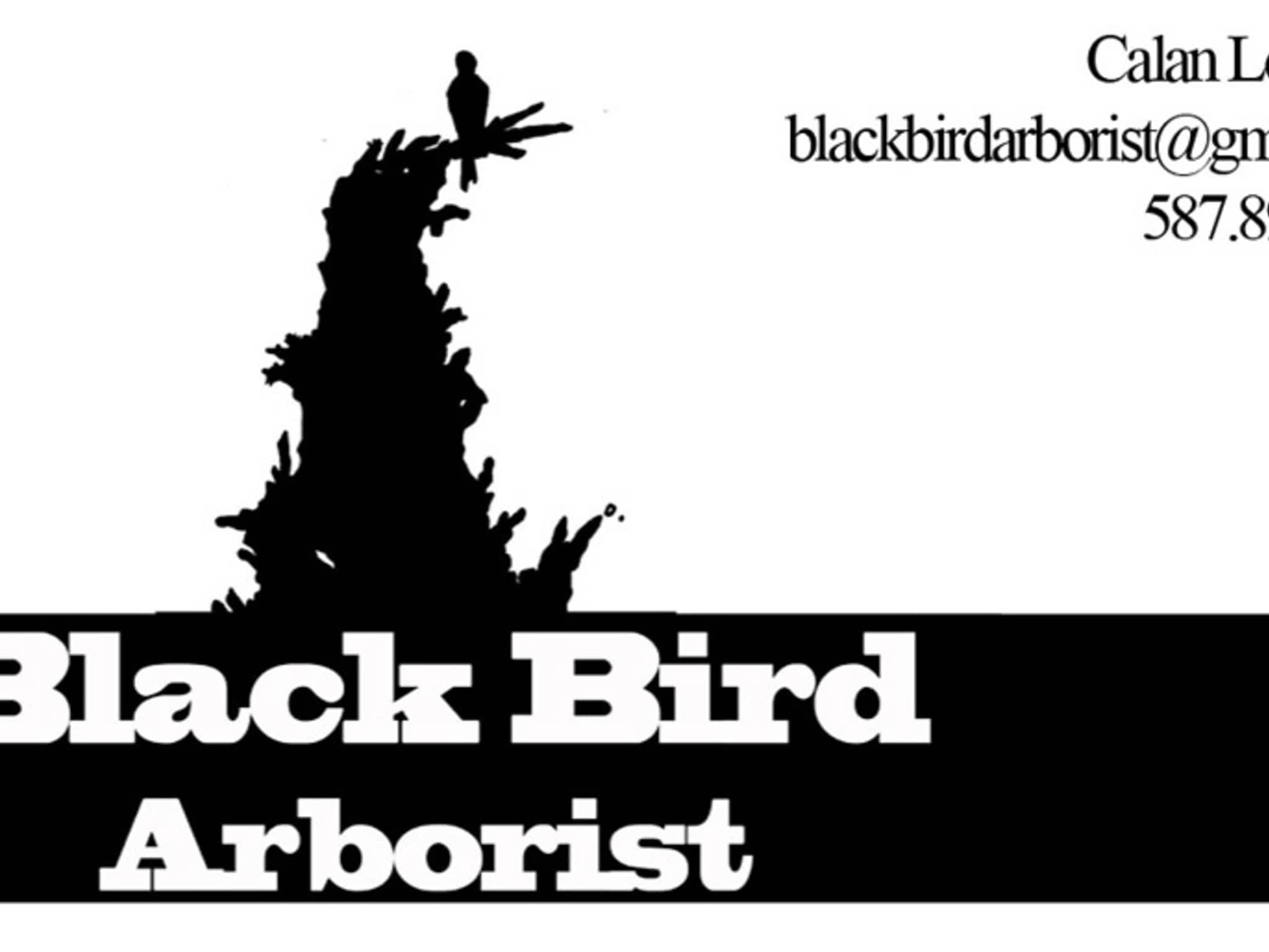 photo Black Bird Arborist