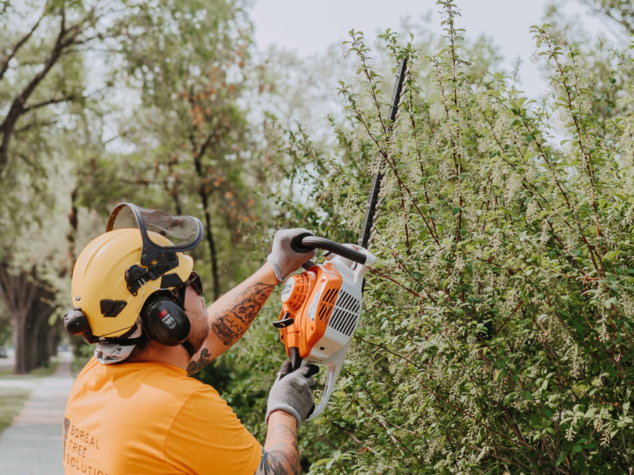 photo Boreal Tree Solutions