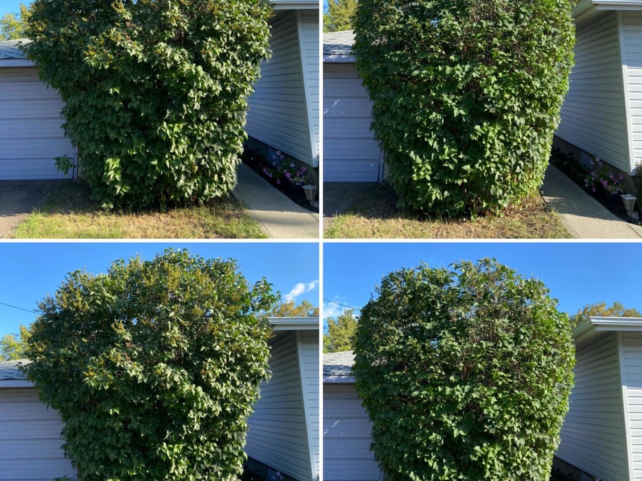 photo Mayday Tree Services