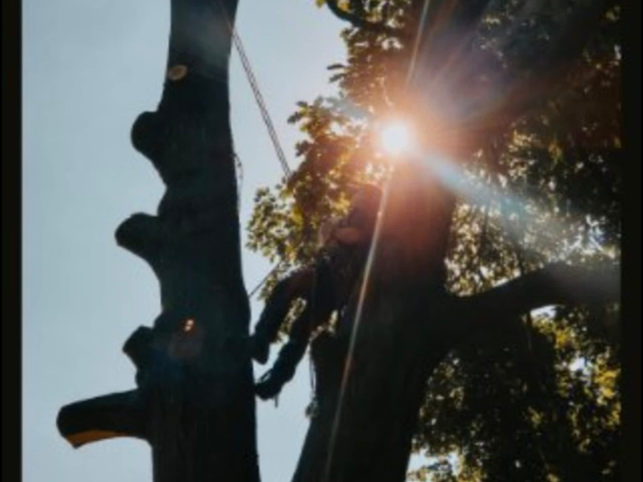 photo Andovic Tree Services