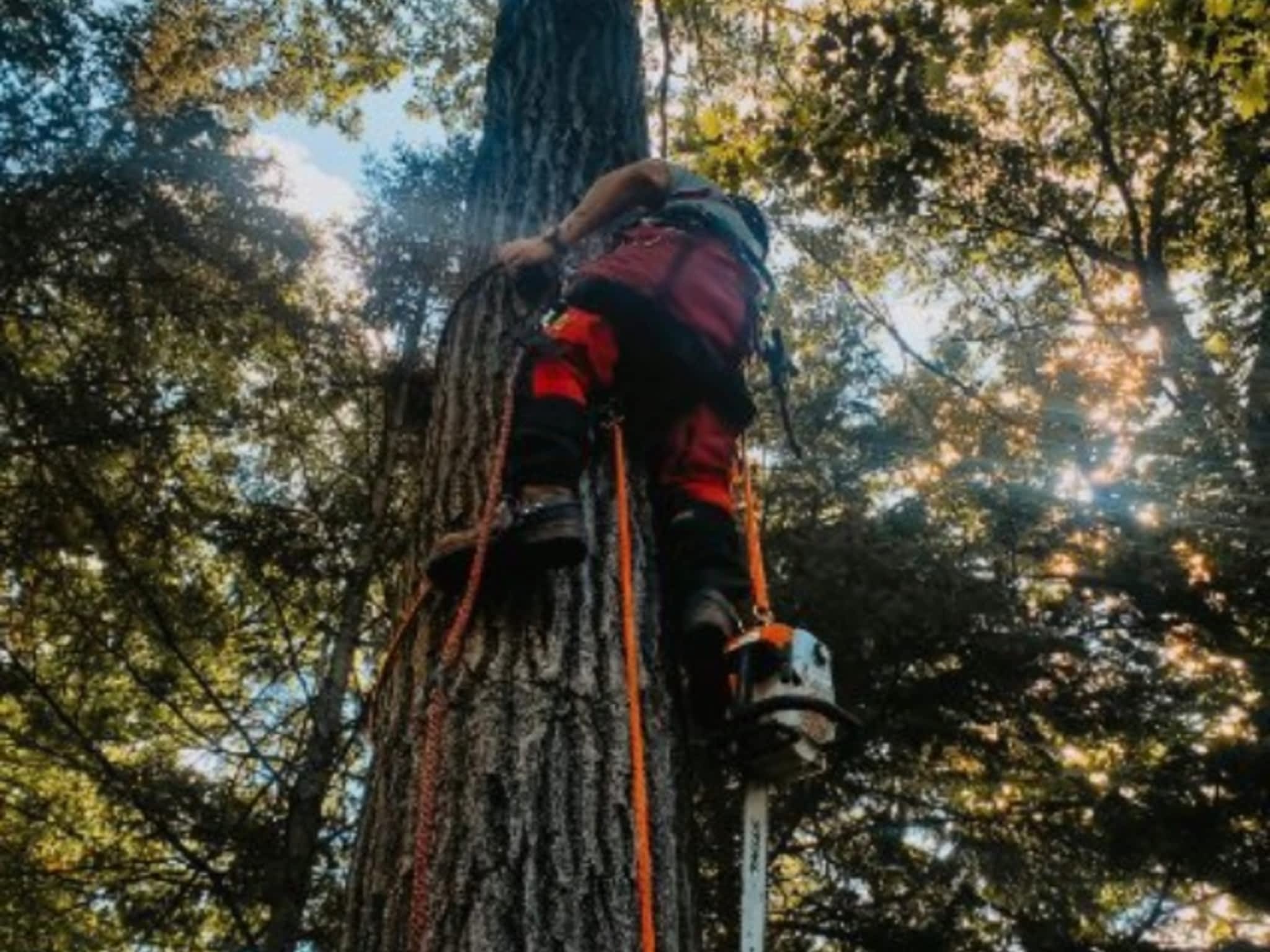 photo Andovic Tree Services