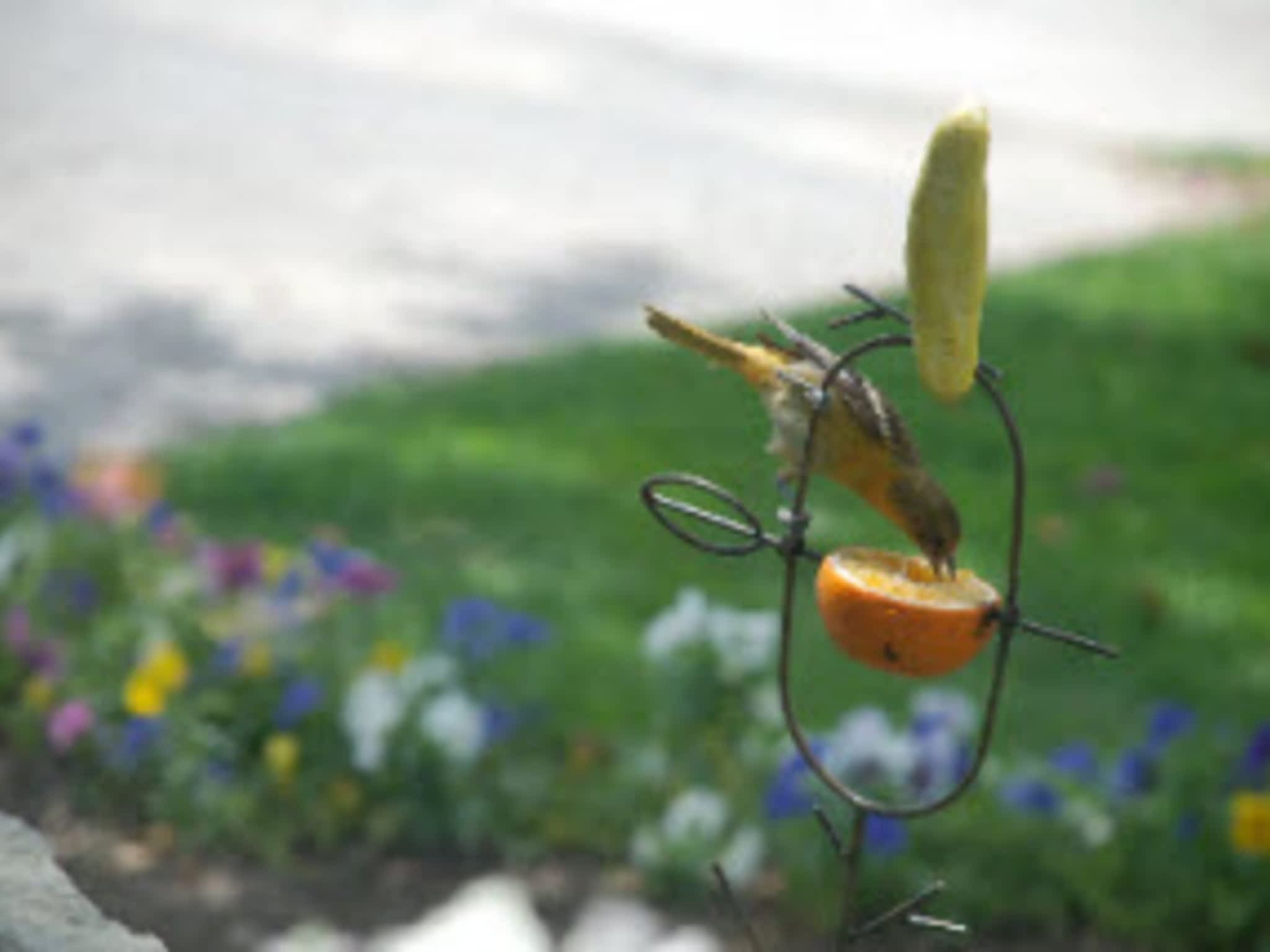 photo The Birdhouse Nature Store