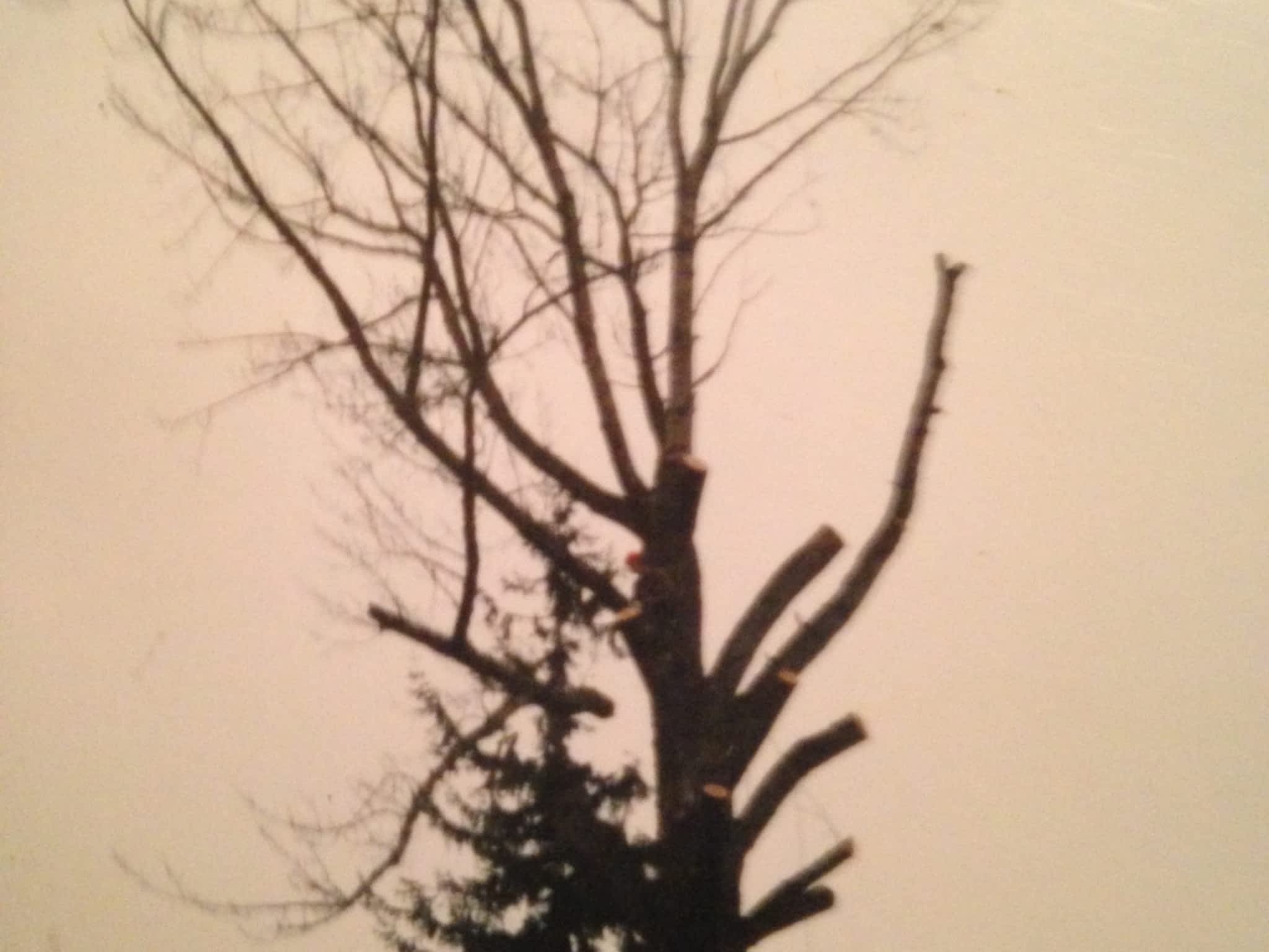 photo Moncton Tree Service