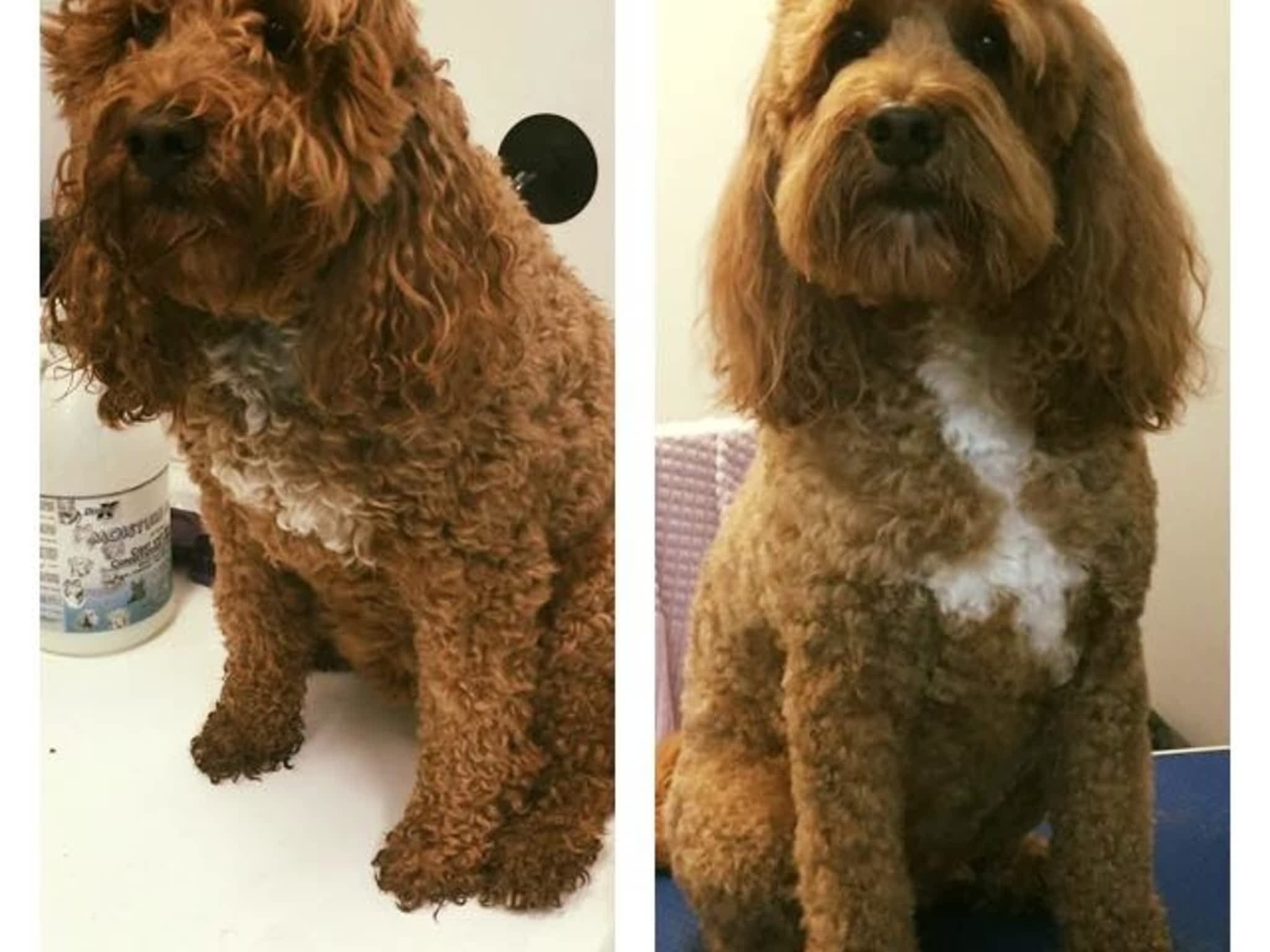 photo Wizard of Pawz Dog Grooming