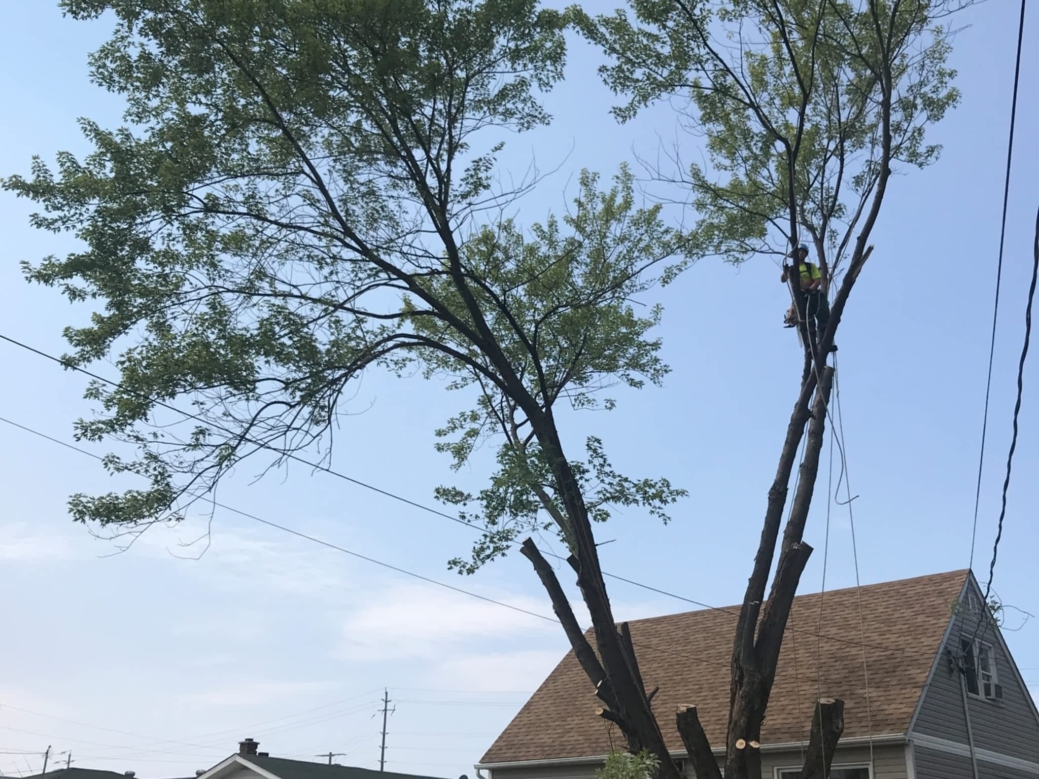 photo Tamarack Expert Tree Care