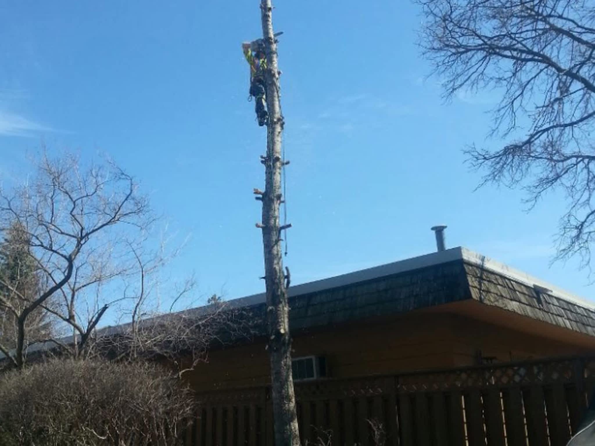 photo Maple Leaf Tree Service