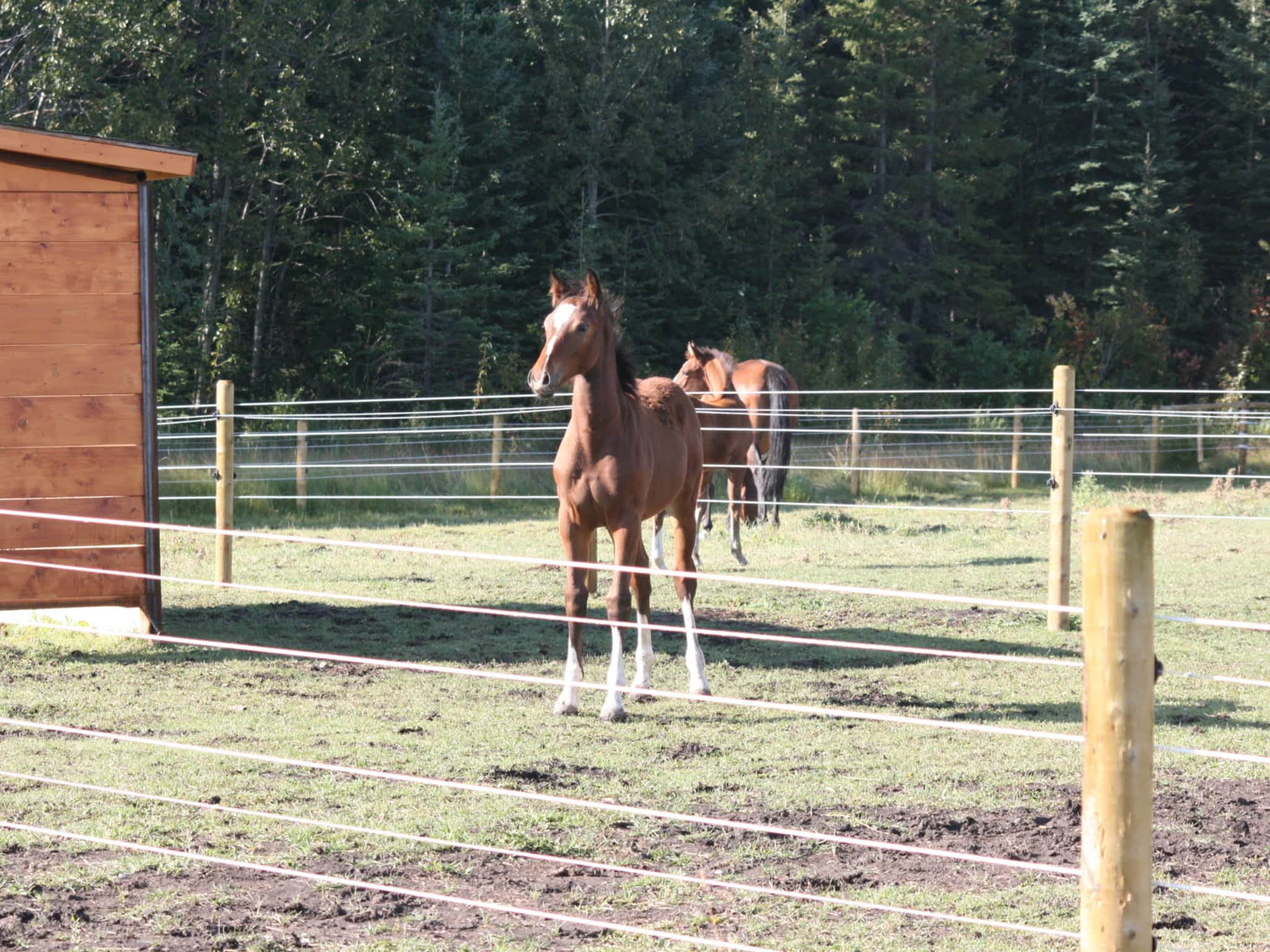 photo Ferris Farms & Fencing