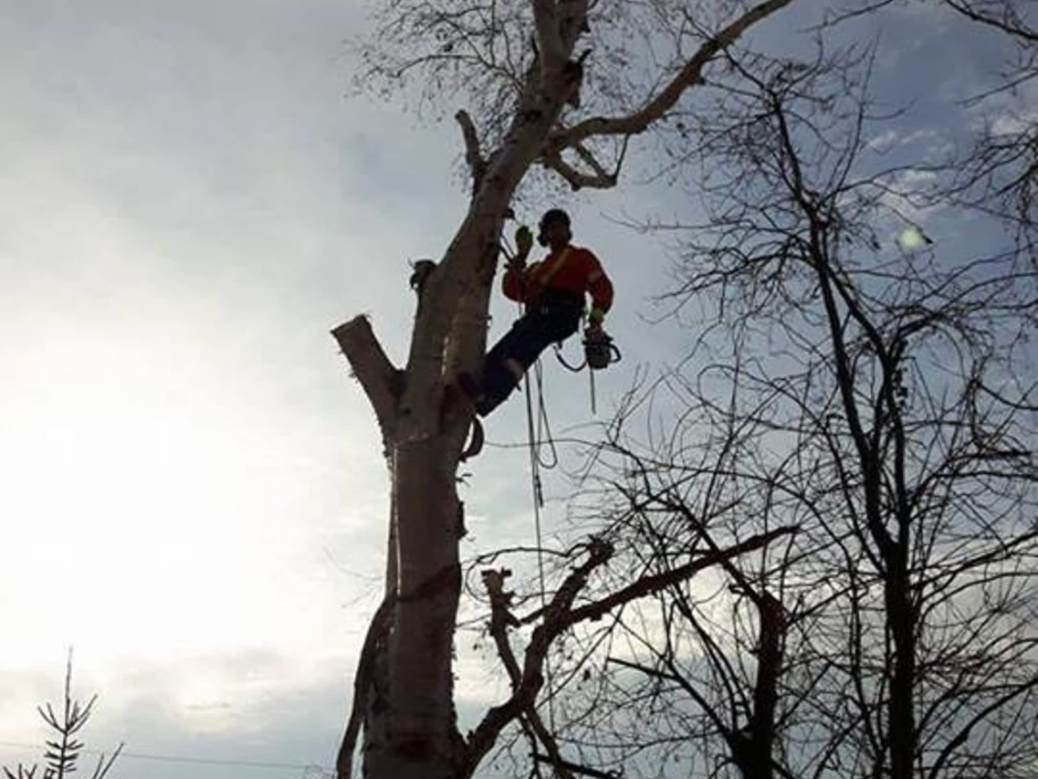 photo Tilden Tree Services