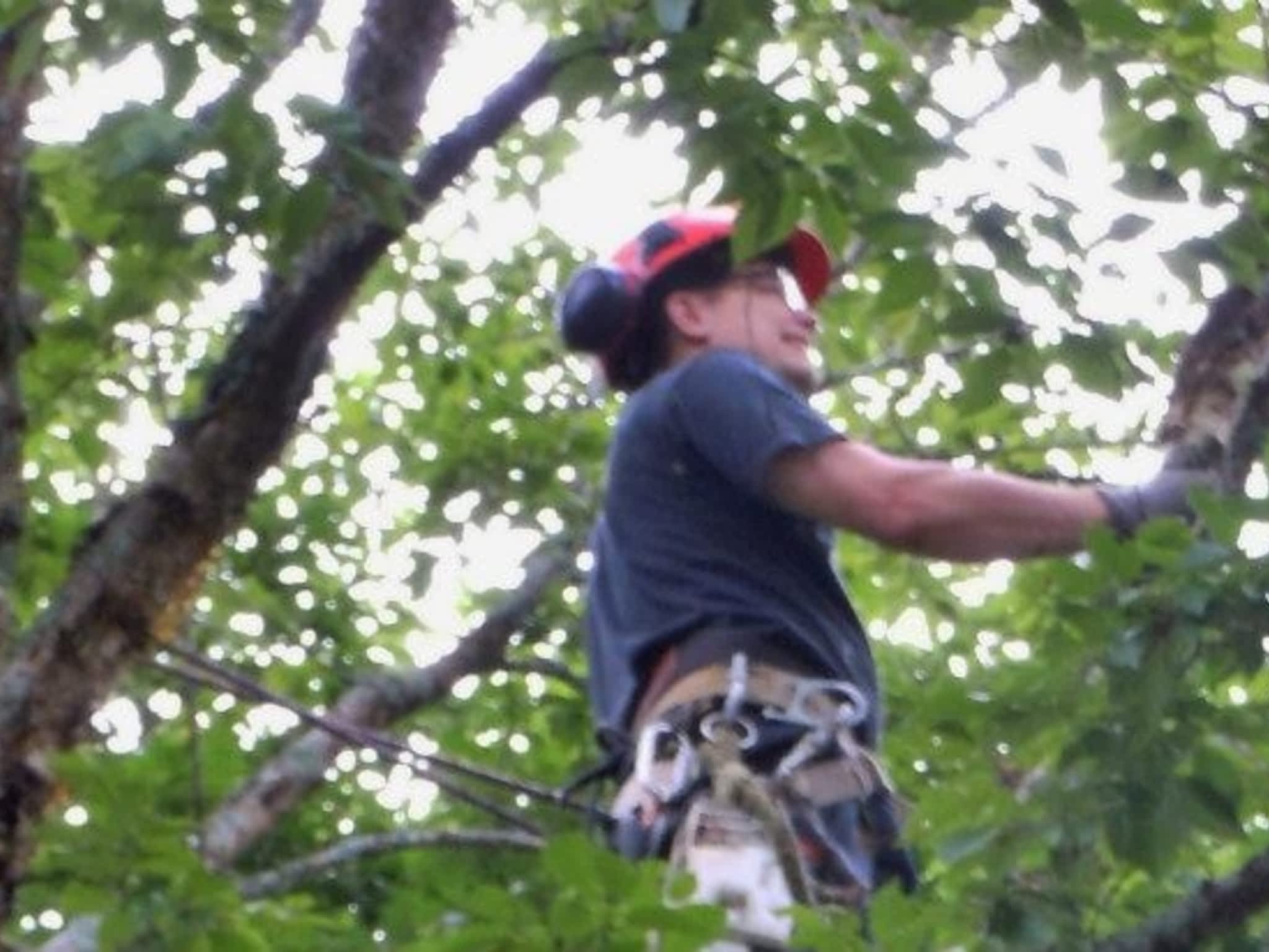 photo Solid Tree Care