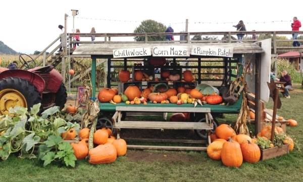 Enjoy fall family fun at these country farms near Vancouver