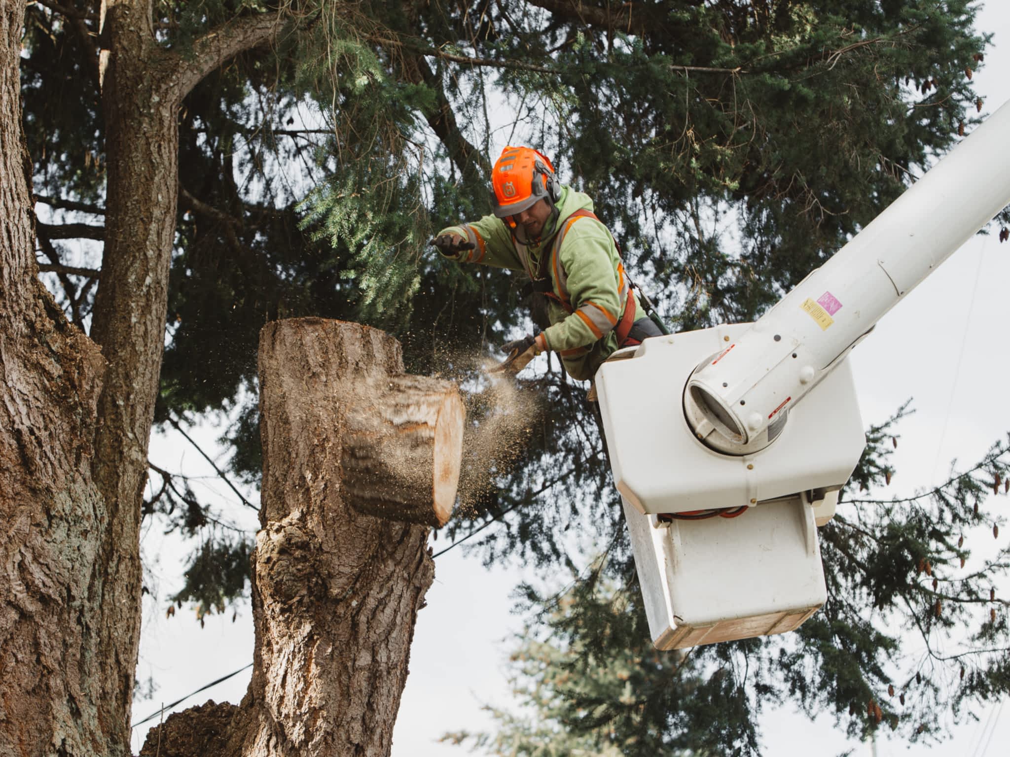 photo Saltwood Tree Services