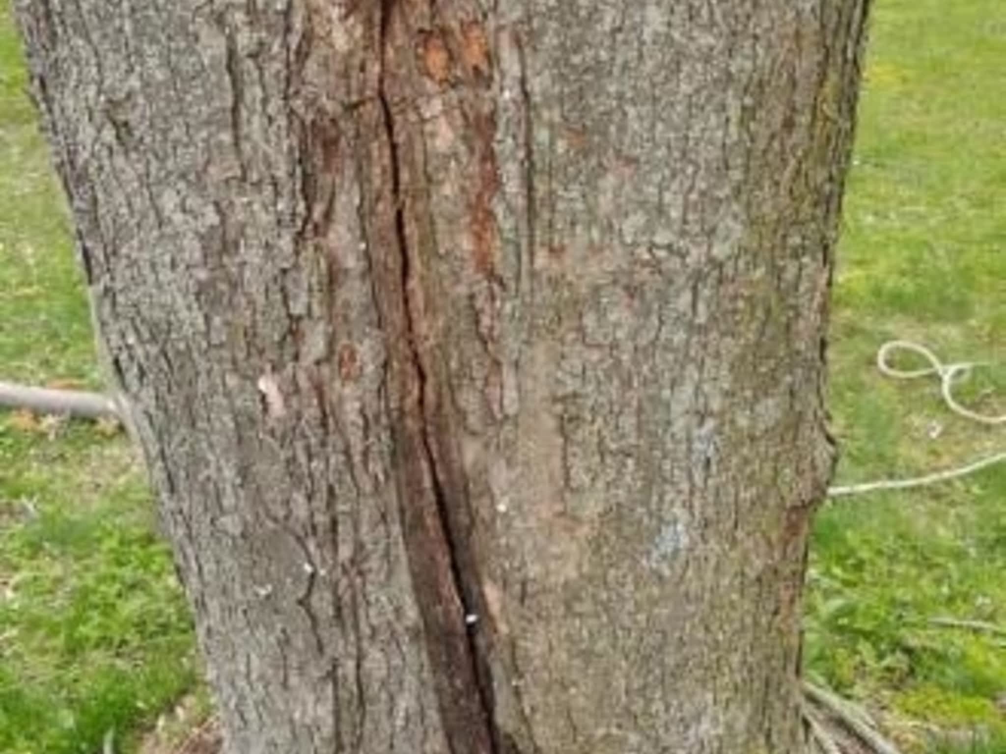 photo Émondage Félix Burelle