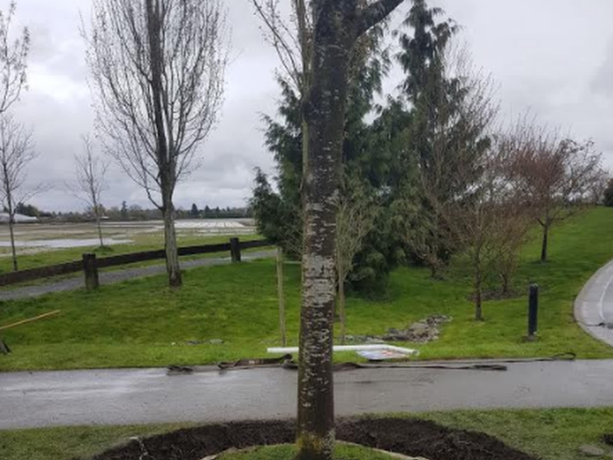 photo Maple Leaf Tree Movers Ltd