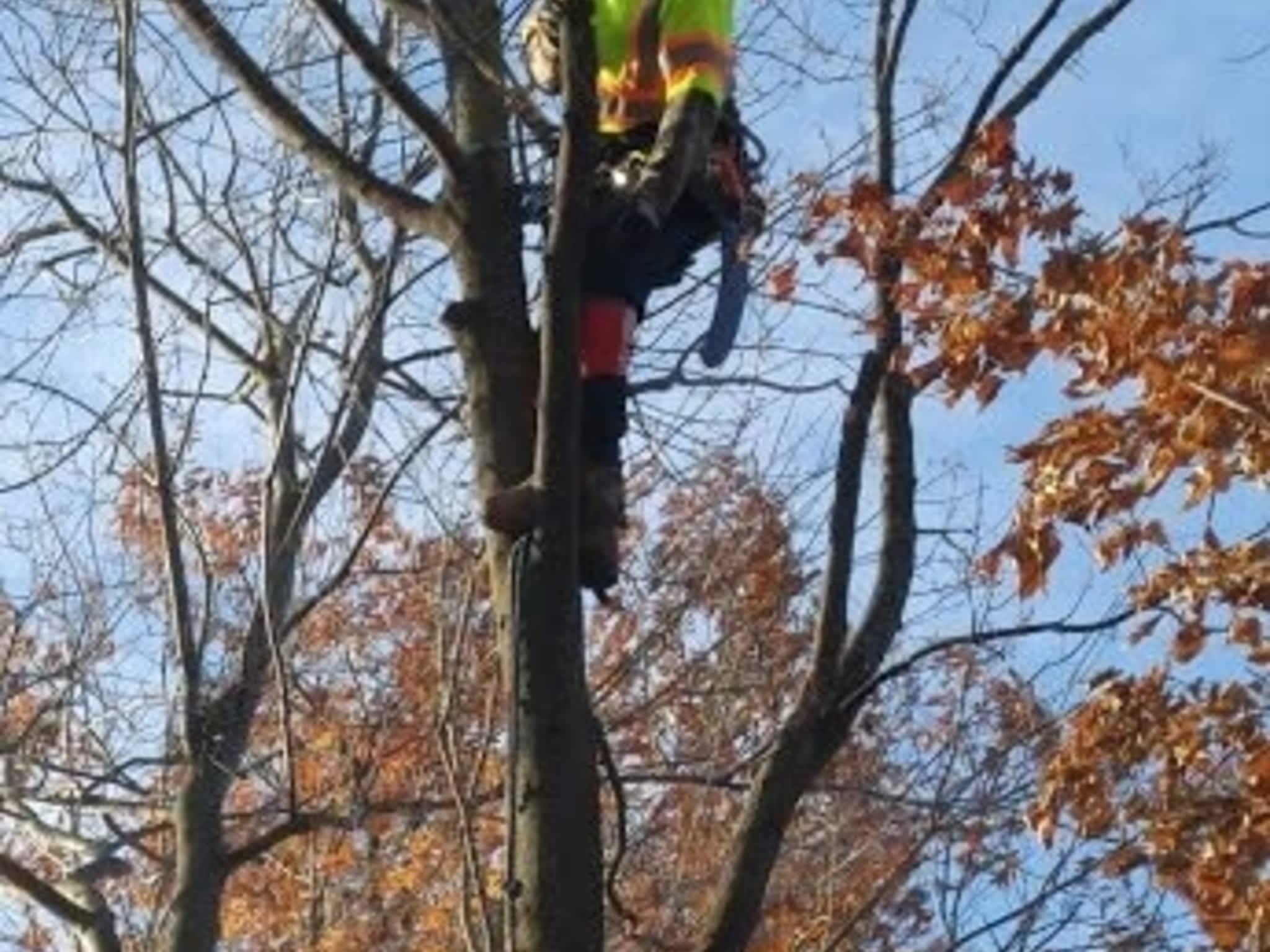 photo Wright's Tree Care