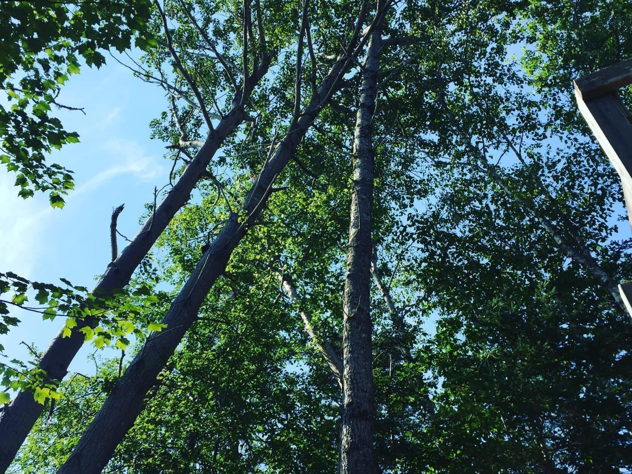 photo Solid Tree Care