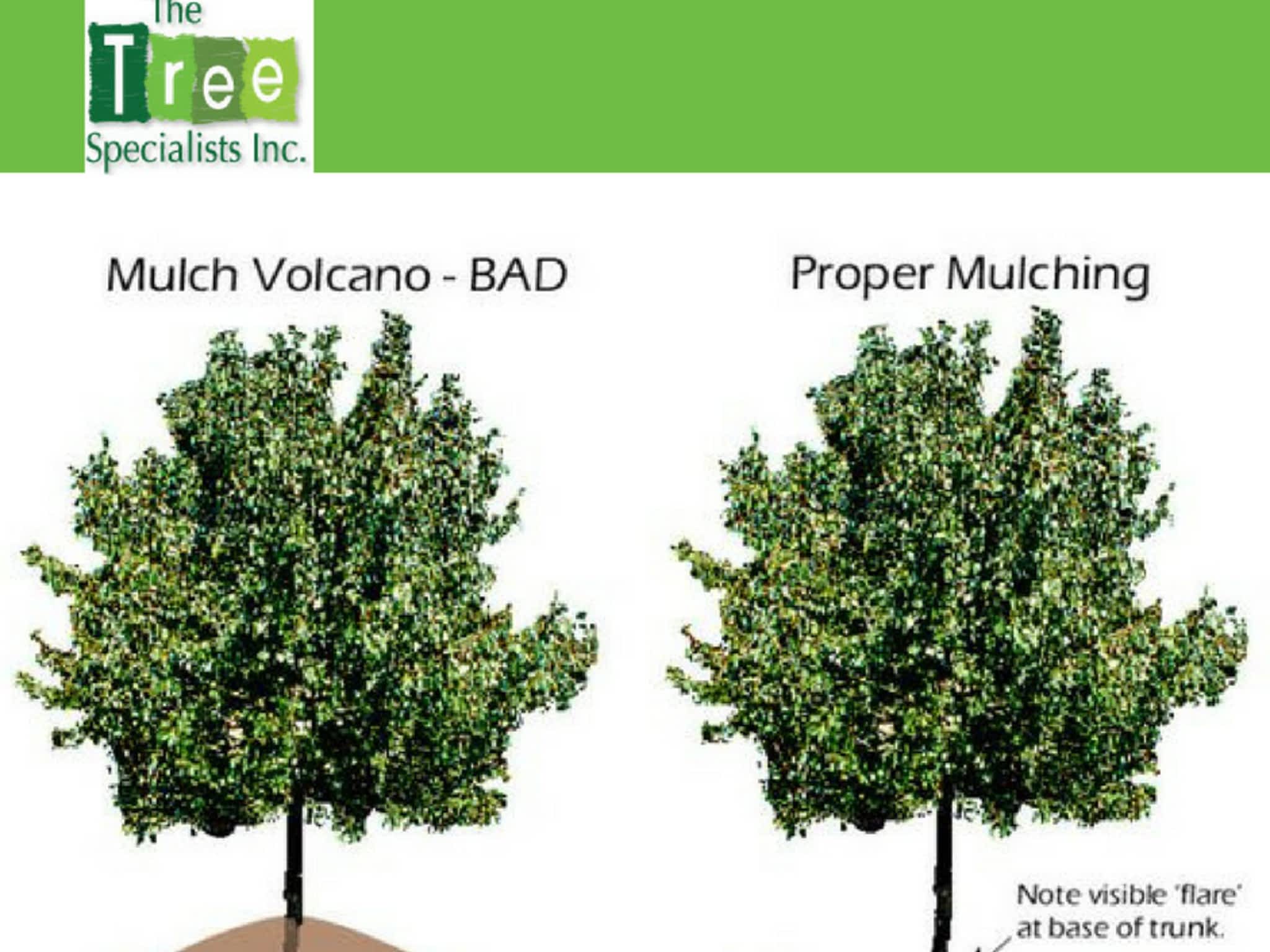photo The Tree Specialists Inc