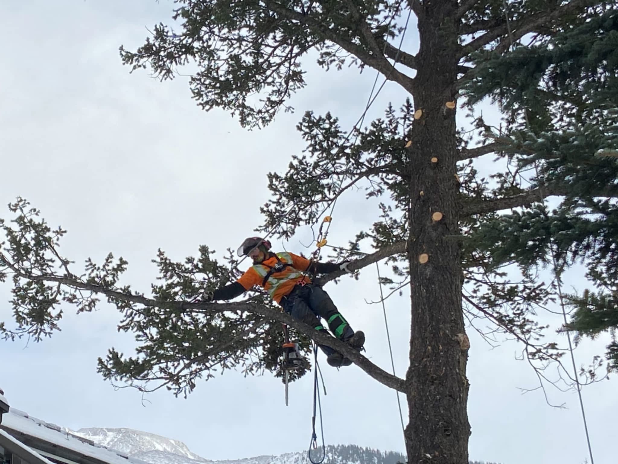 photo Ascent Tree Services Ltd.