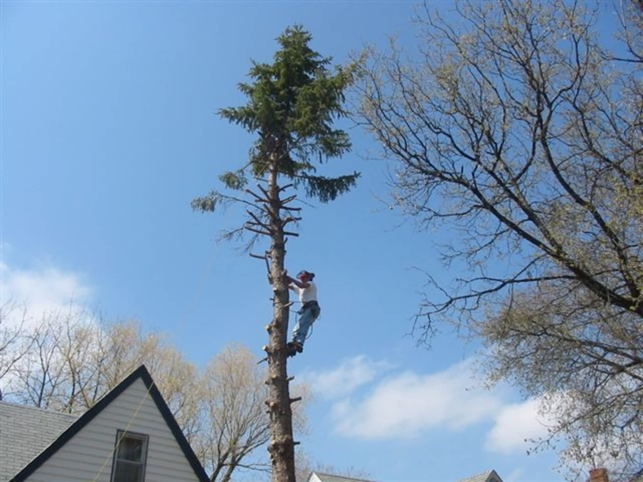 photo Complete Tree Care