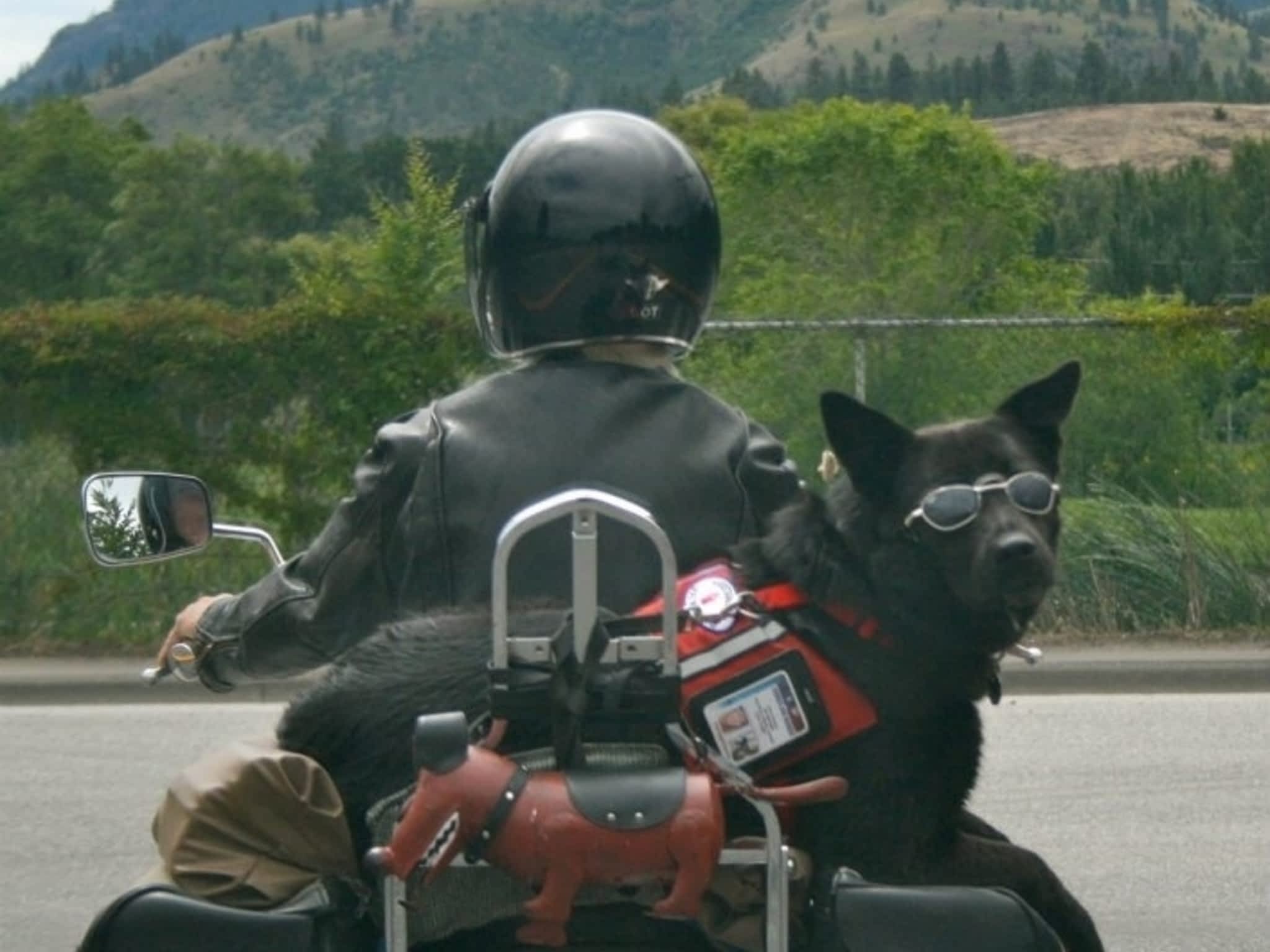 photo Mutts and Motorcycles