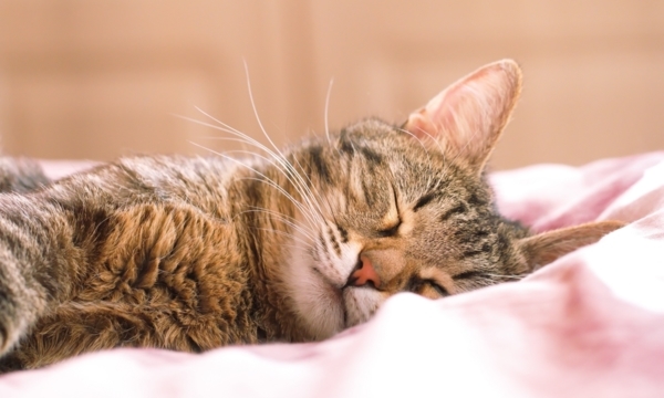 Places in Edmonton to pamper your favourite feline