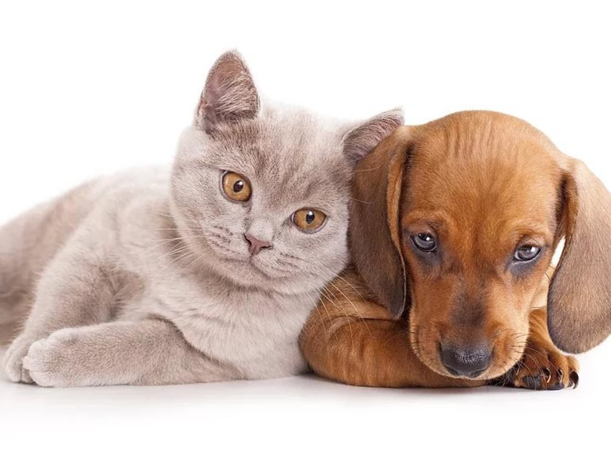 At Home Pet Sitting Canpages