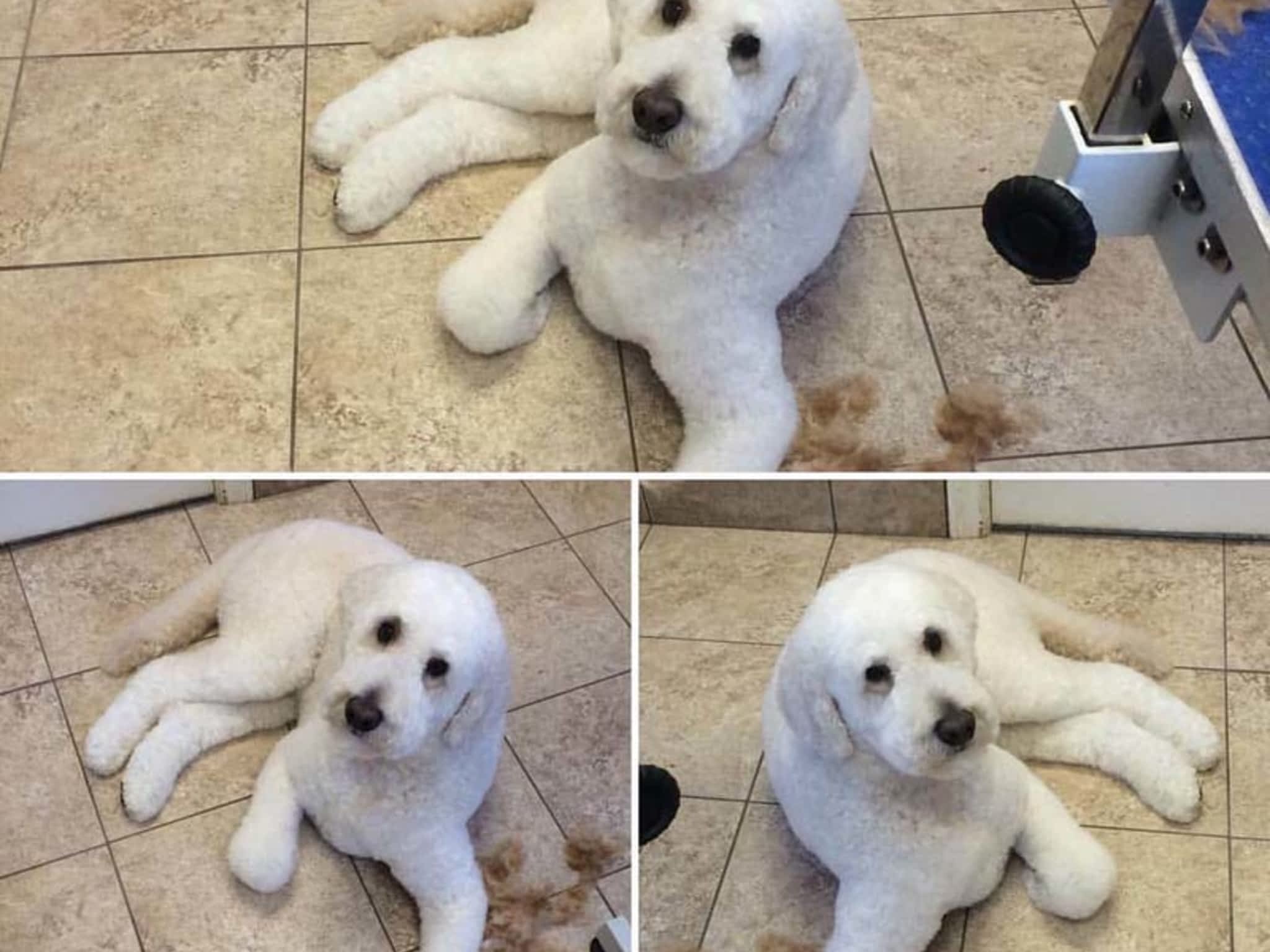 photo Tangles 2 Tame Dog Grooming