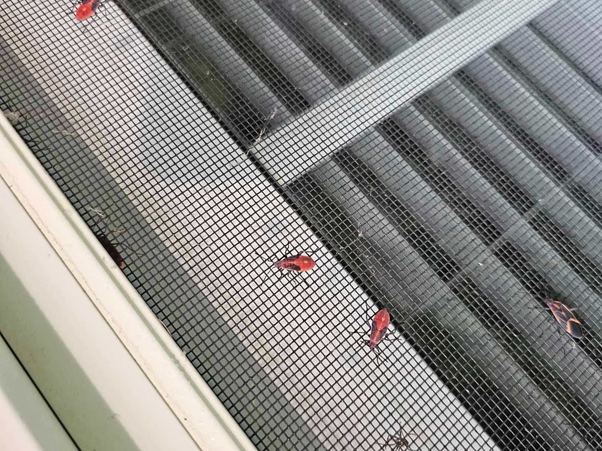 photo D Solution Extermination