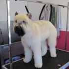 Shampooch Dog Grooming - Toilettage et tonte d'animaux domestiques