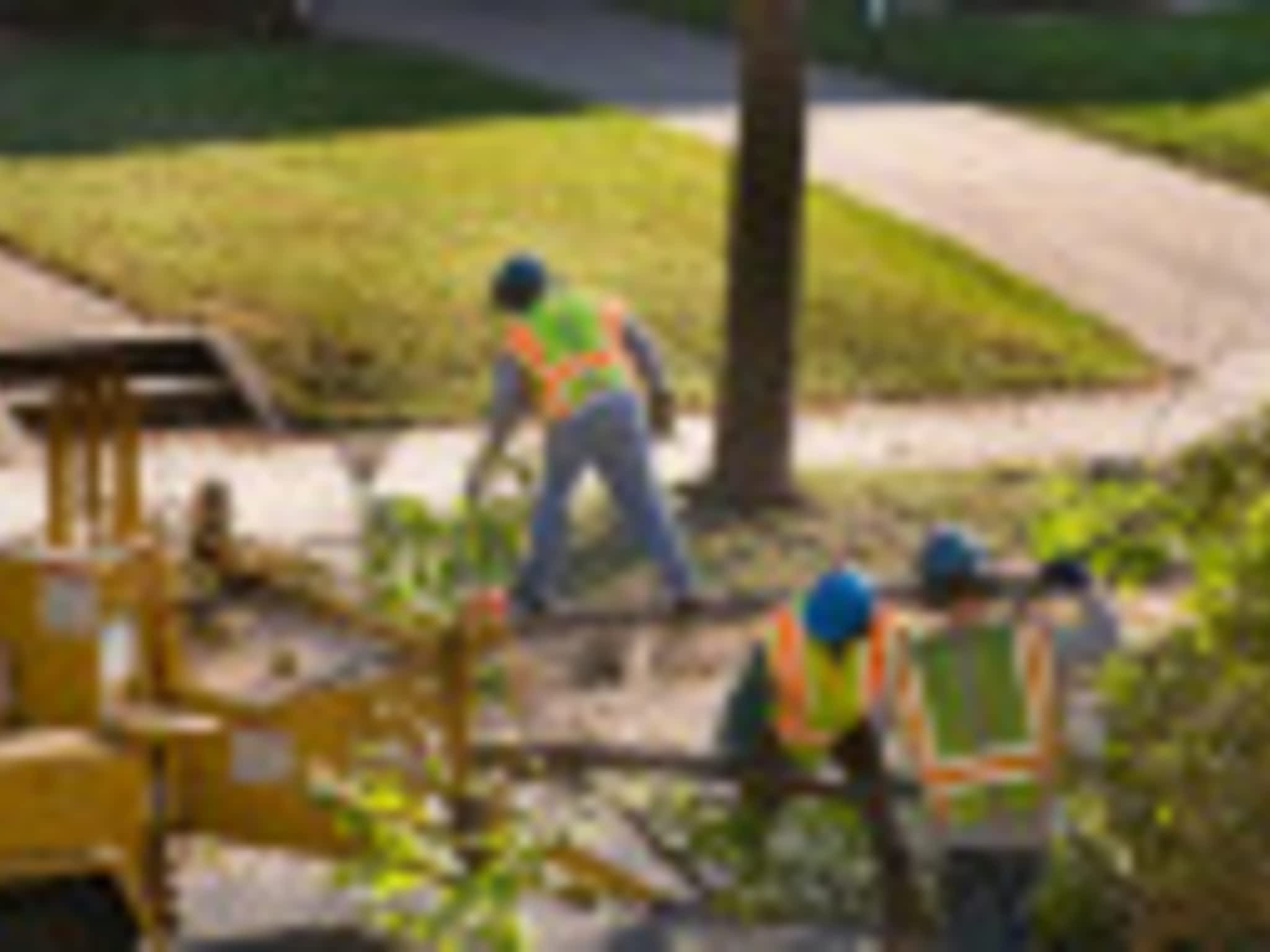 photo Complete Tree Care