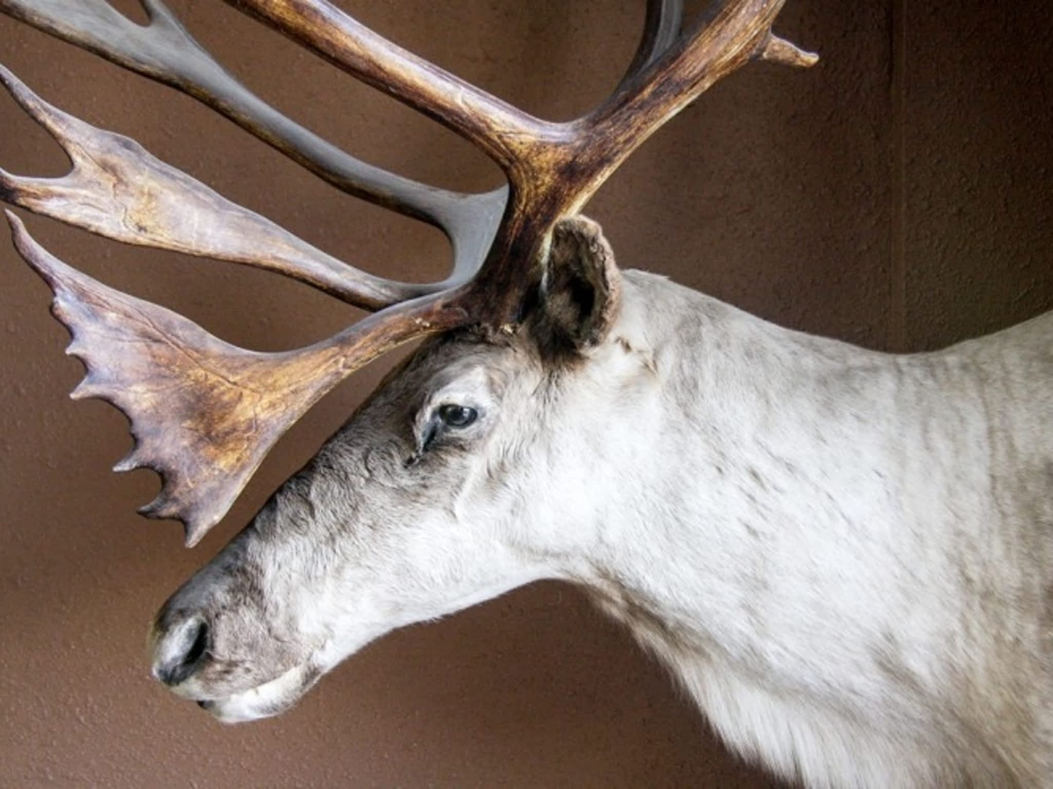 photo Select Taxidermy Products